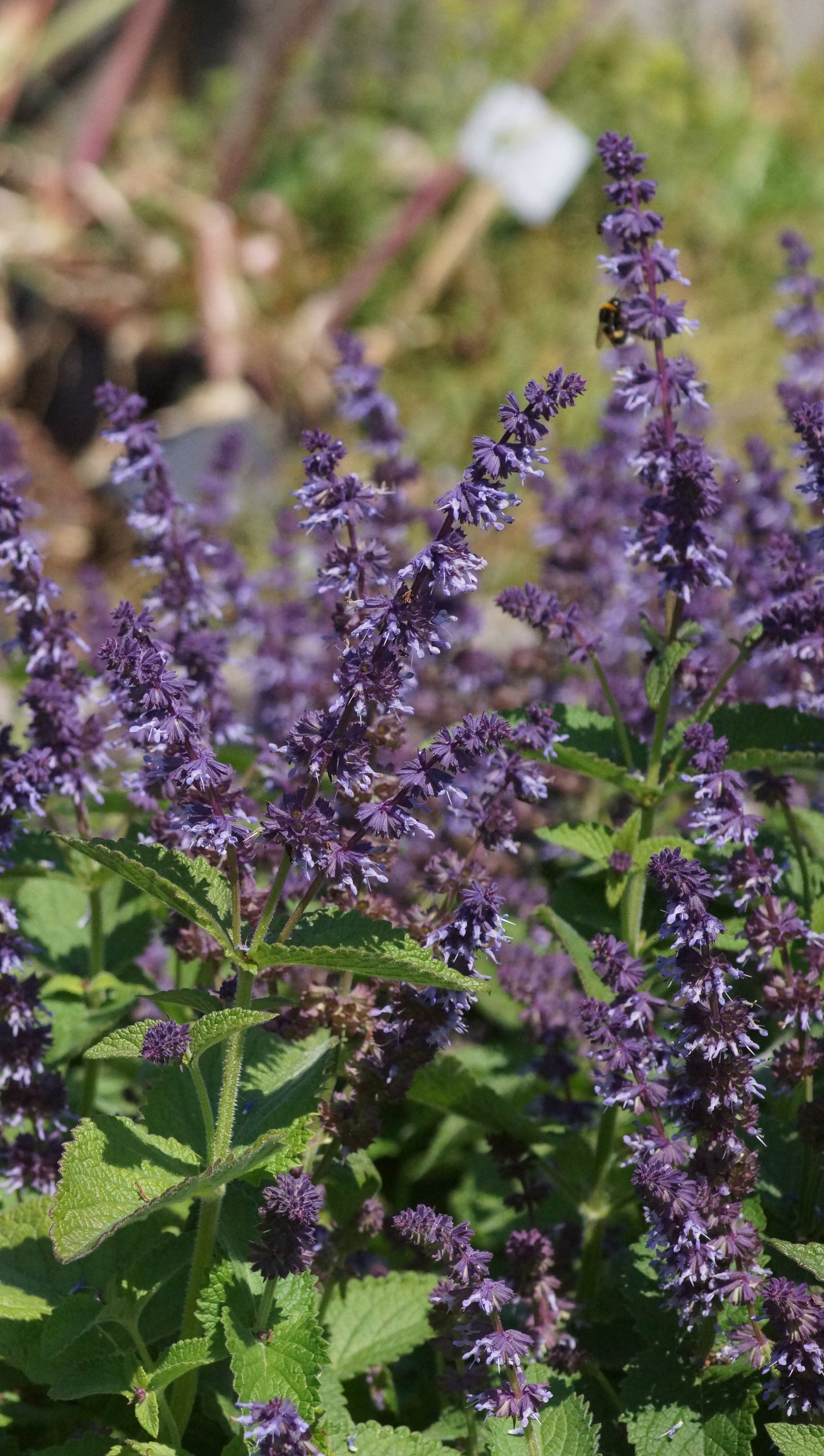 Salvia vertivillata 'Hannays Blue' - Quirlblütiger Salbei
