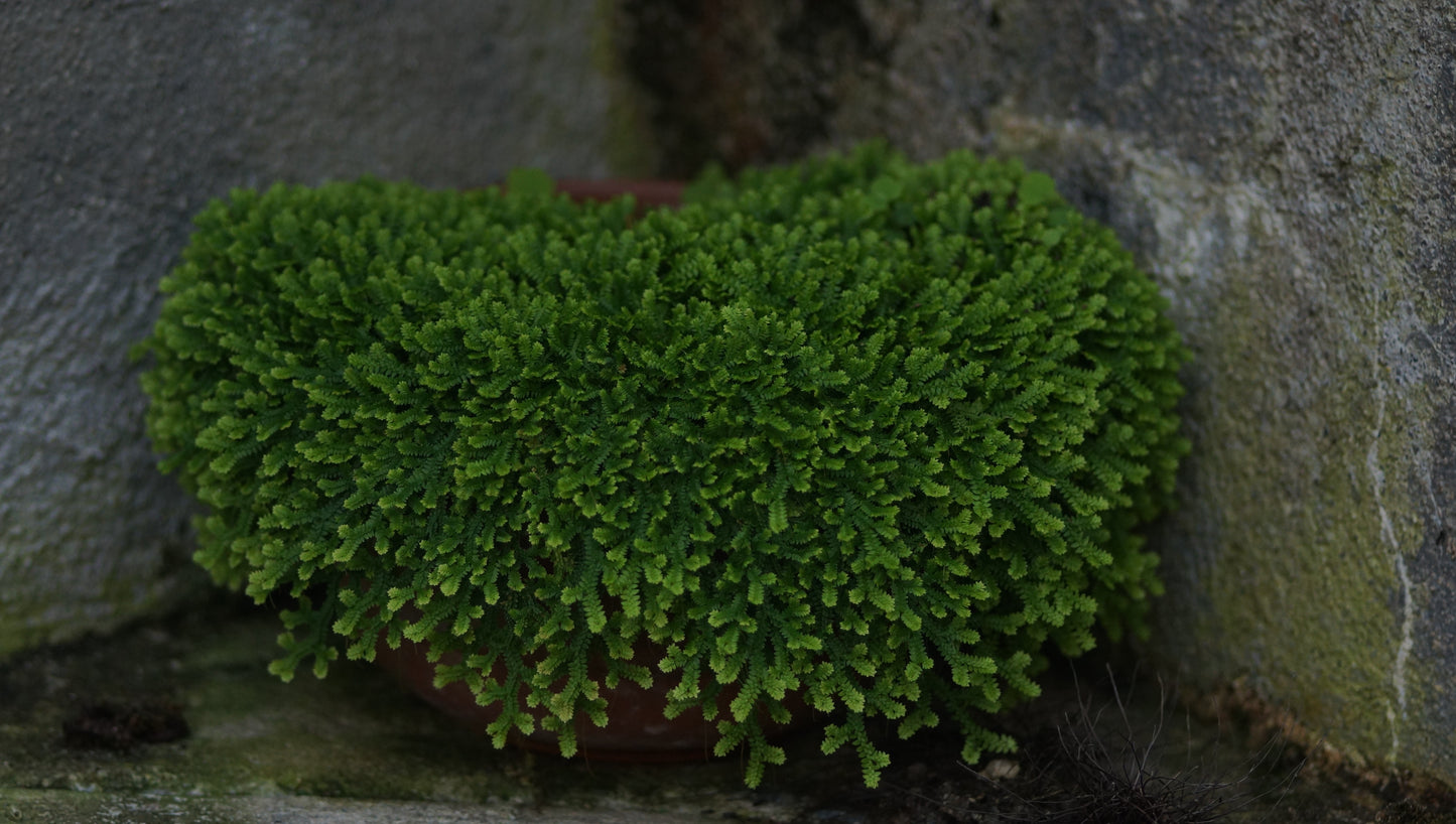 Selaginella helvetica - Schweizer Moosfarn