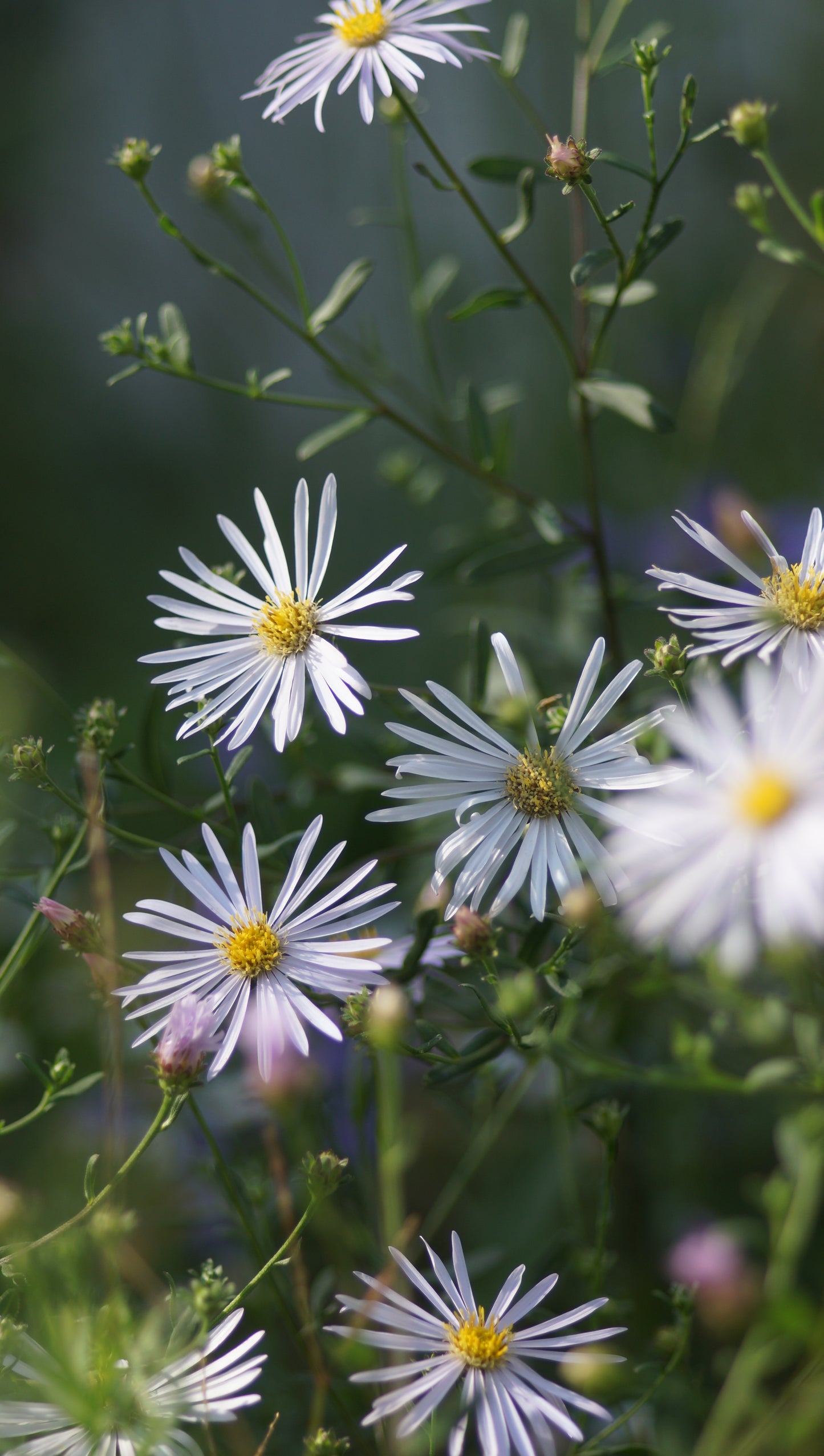 Aster pyrenaeus 'Lutetia' - Pyrenäen-Aster
