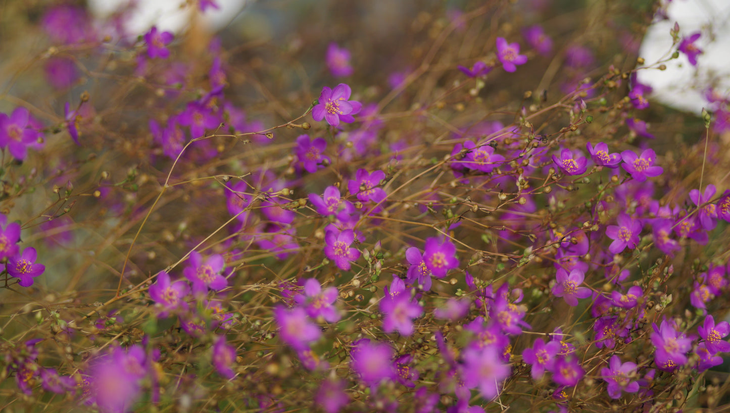 Talinum calycinum (Syn. Phemeranthus calycinus) - Scheinportulak