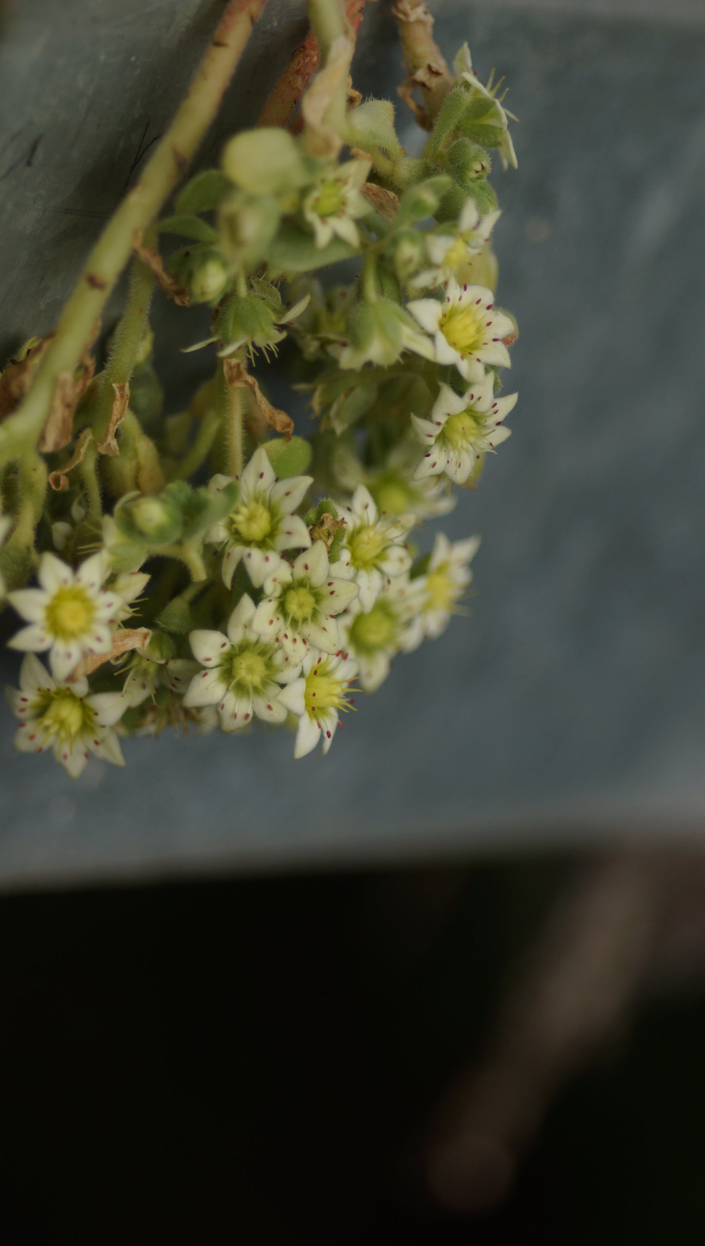 Rosularia sedioides - Himalaya-Dickröschen