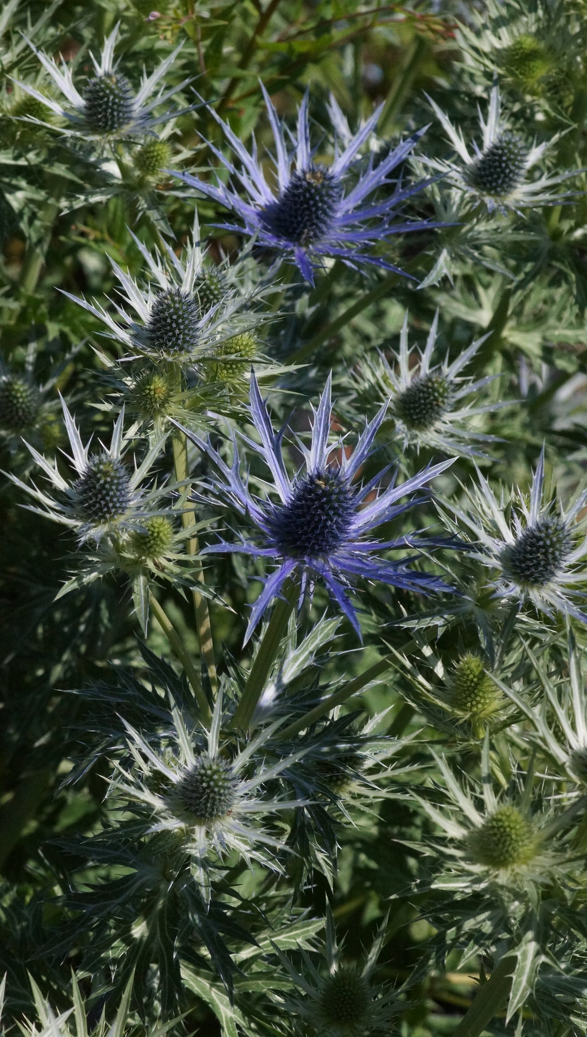 Eryngium x zabelii 'Big Blue' - Edeldistel-Mannstreu