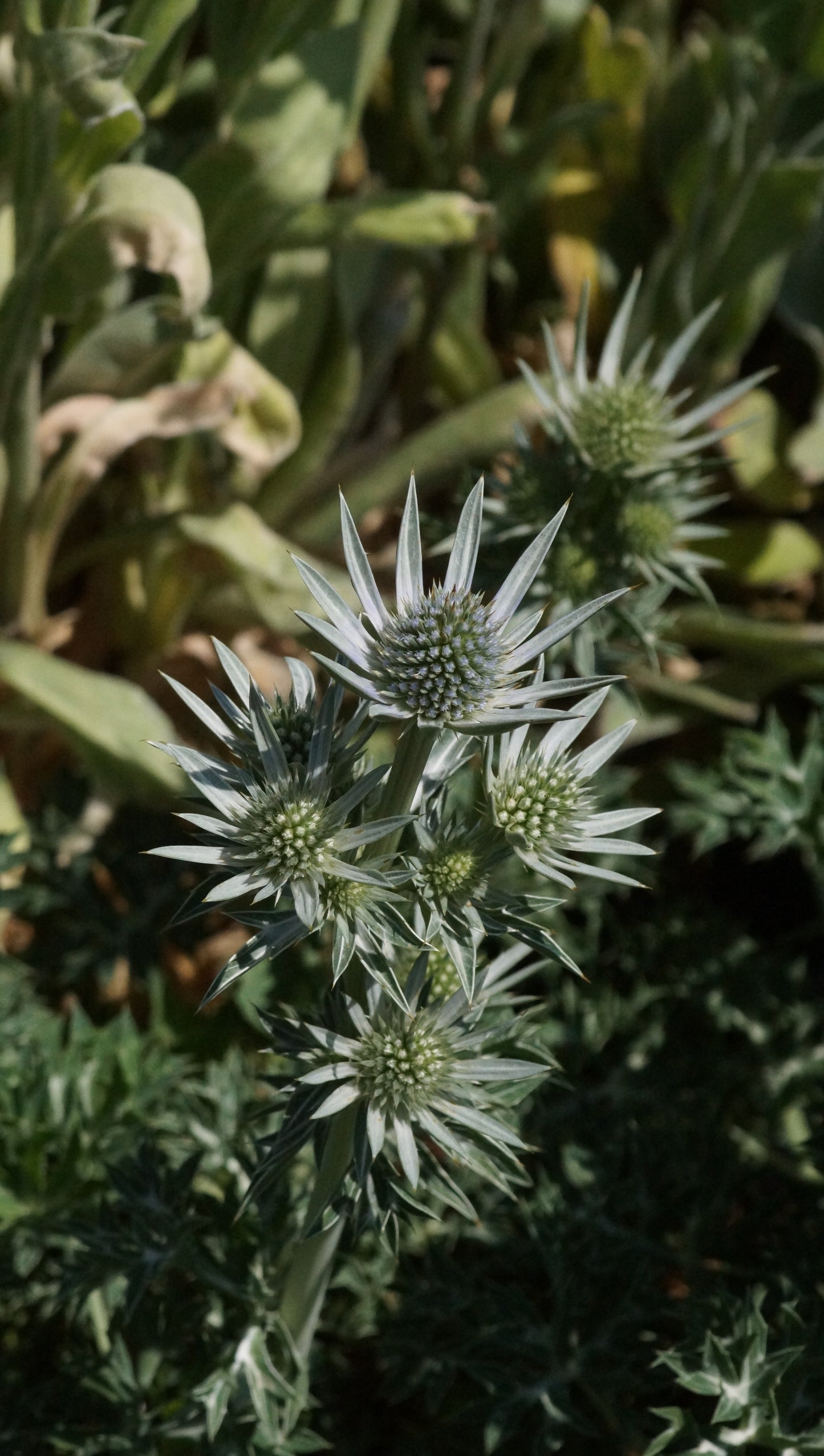 Eryngium bourgatii - Spanischer Mannstreu