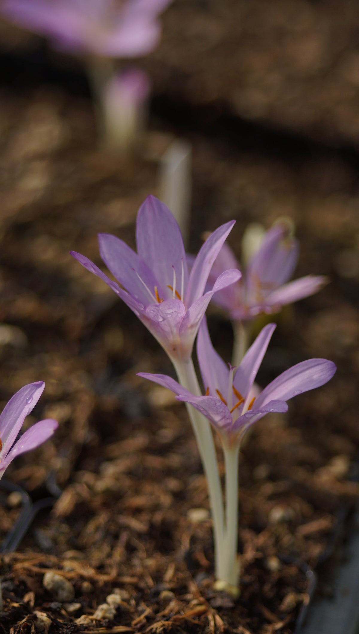 Colchicum autumnale - Herbstzeitlose