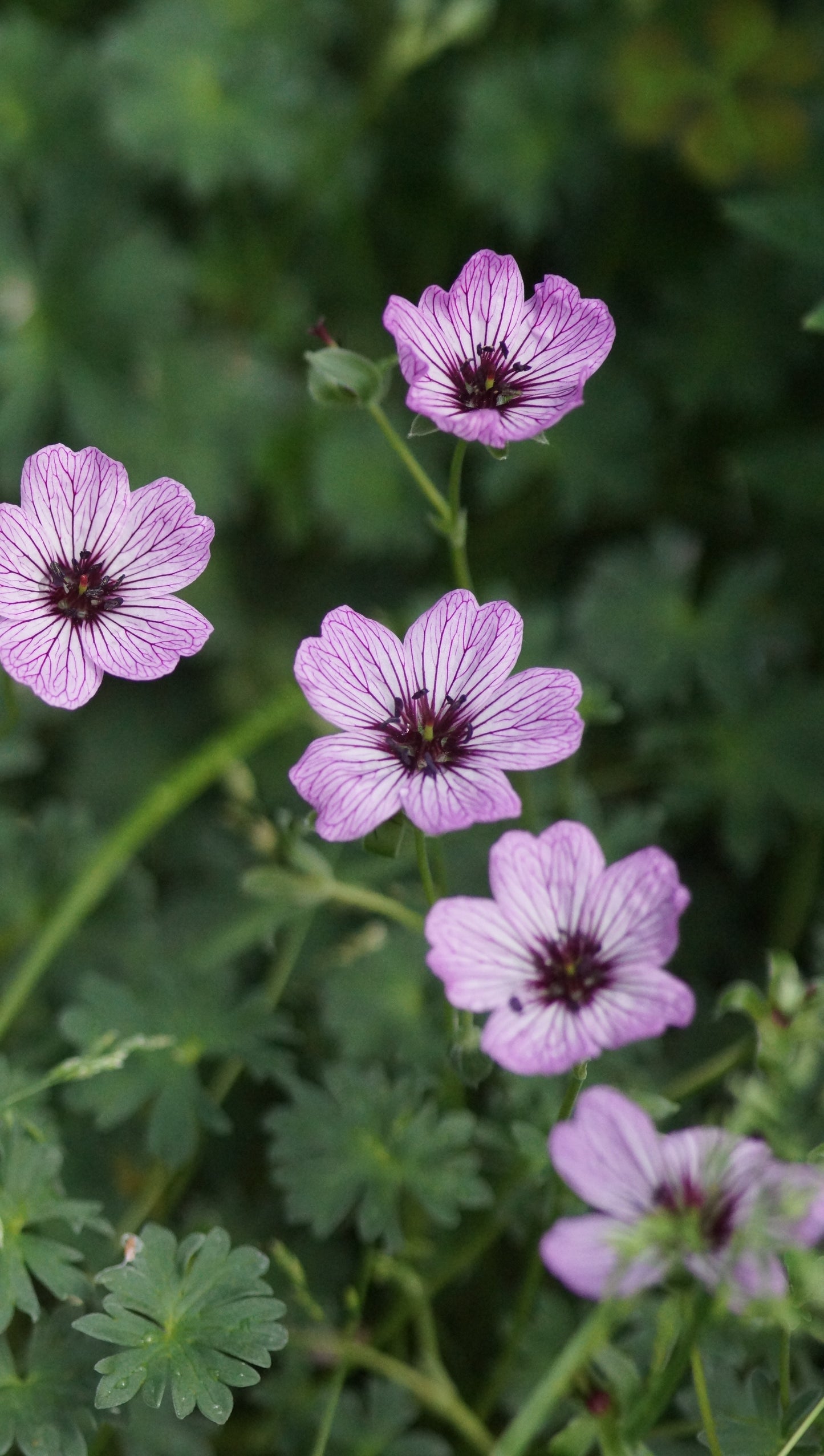 Geranium cinereum 'Ballerina' - Aschgrauer Storchschnabel