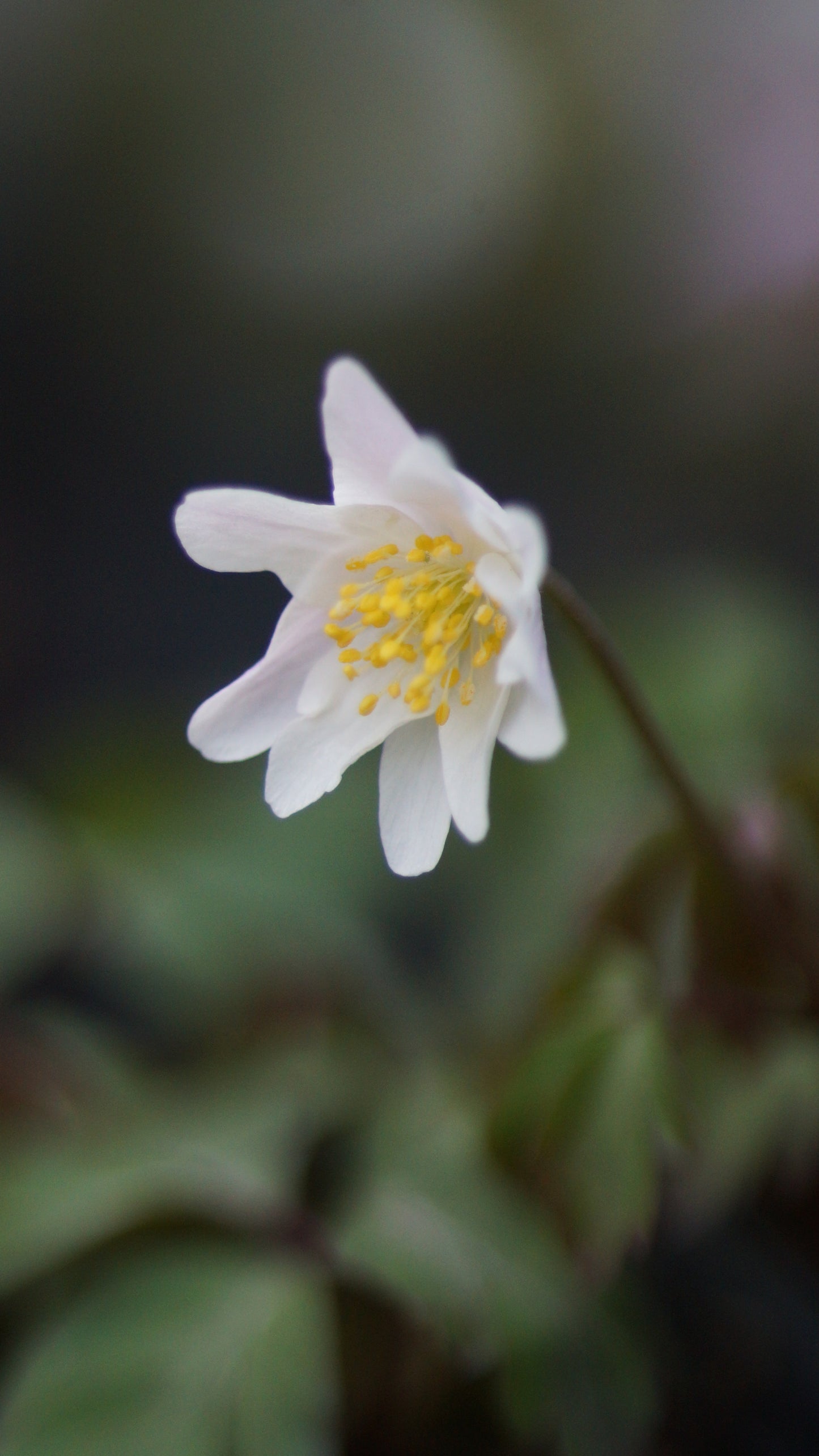 Anemone nemorosa 'Flushing' - Buschwindröschen