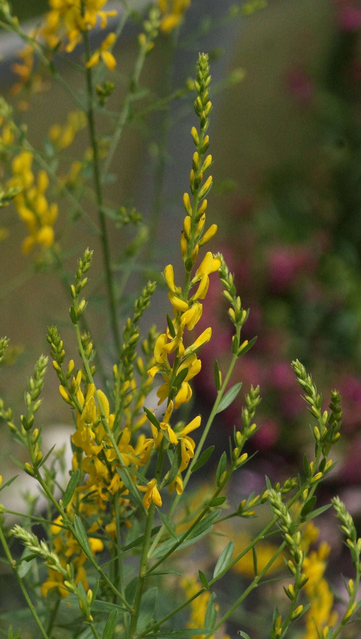 Genista tinctoria - Färber-Ginster