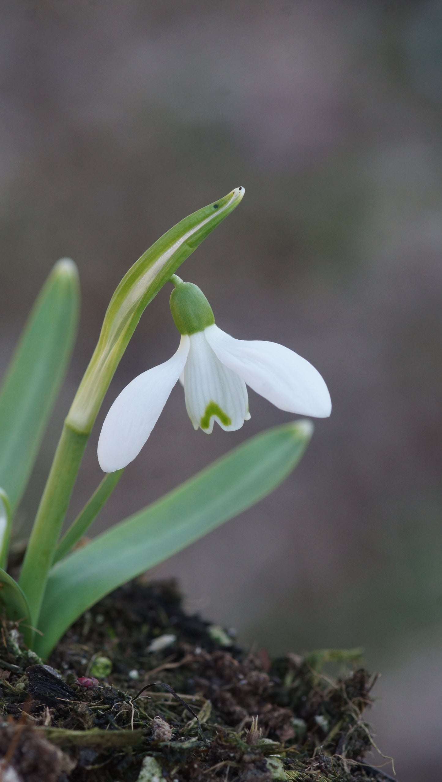 Galanthus nivalis 'White Dream' - Schneeglöckchen