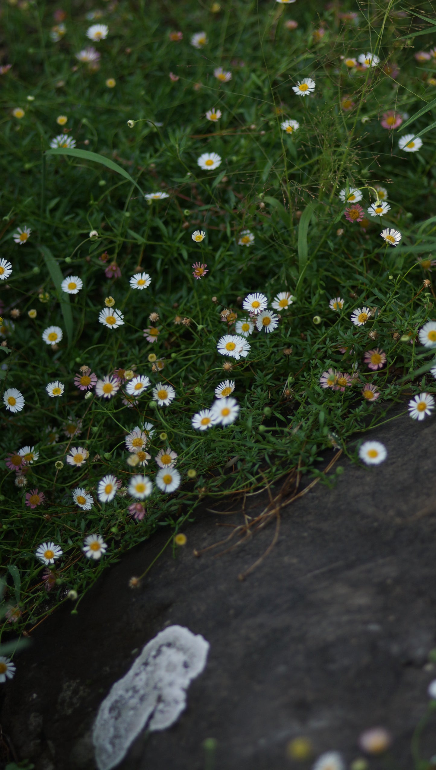 Erigeron karvinskianus - Mexikanisches Berufskraut
