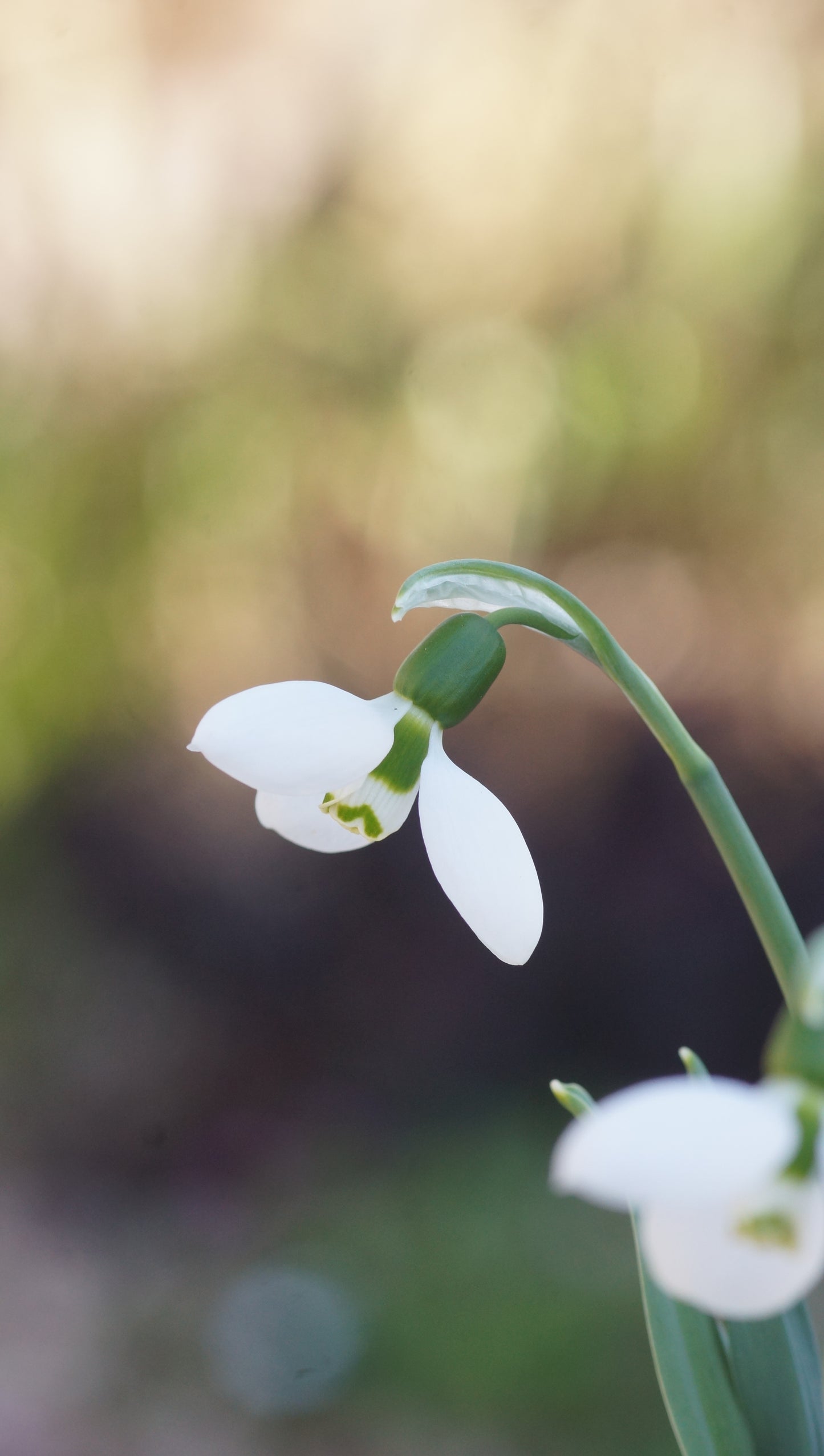 Galanthus elwesii 'Polar Bear' - Schneeglöckchen