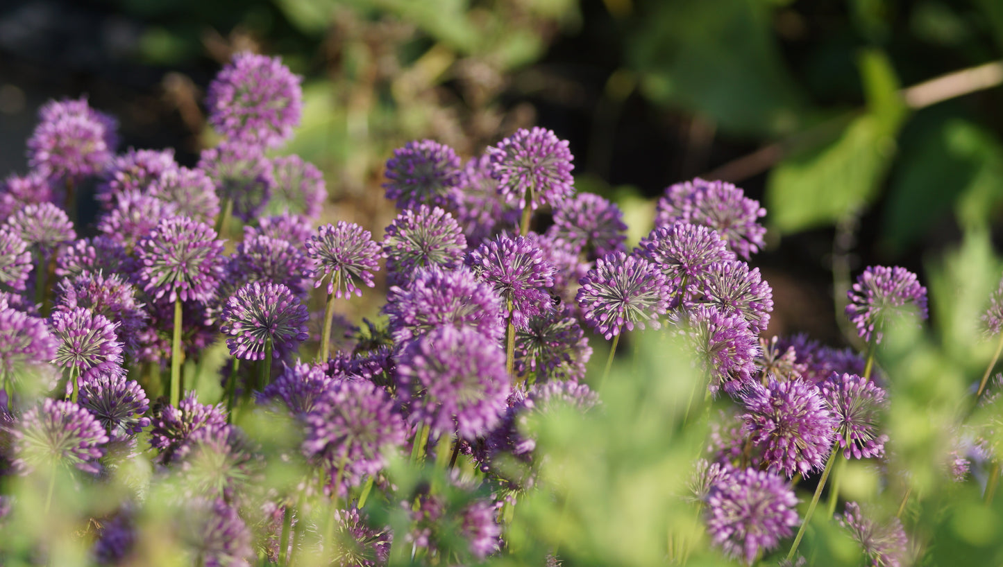 Allium Hybride 'Lavender Bubbles' - Zier-Lauch