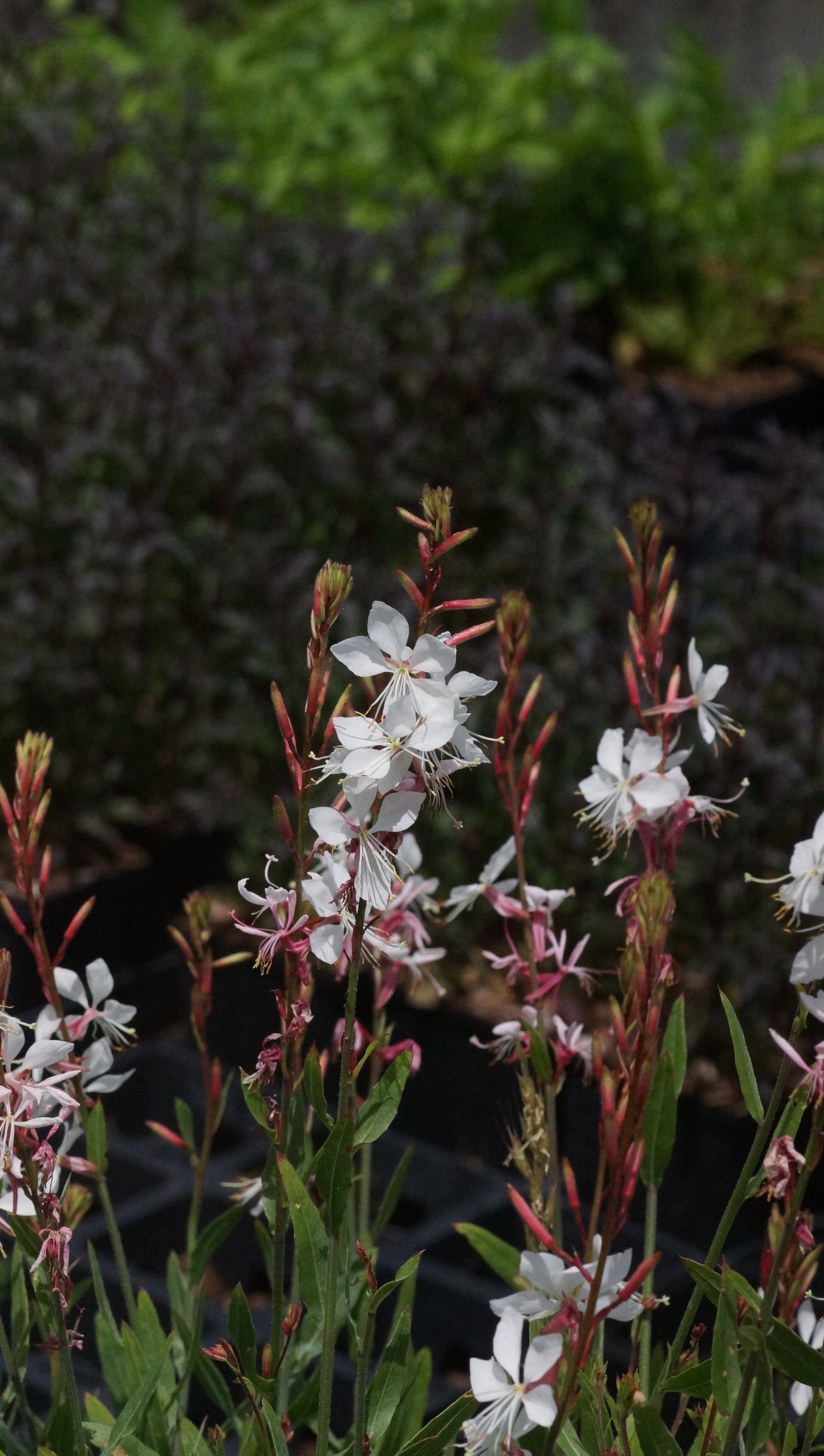 Gaura lindheimeri 'Whirling Butterflies' - Prachtkerze