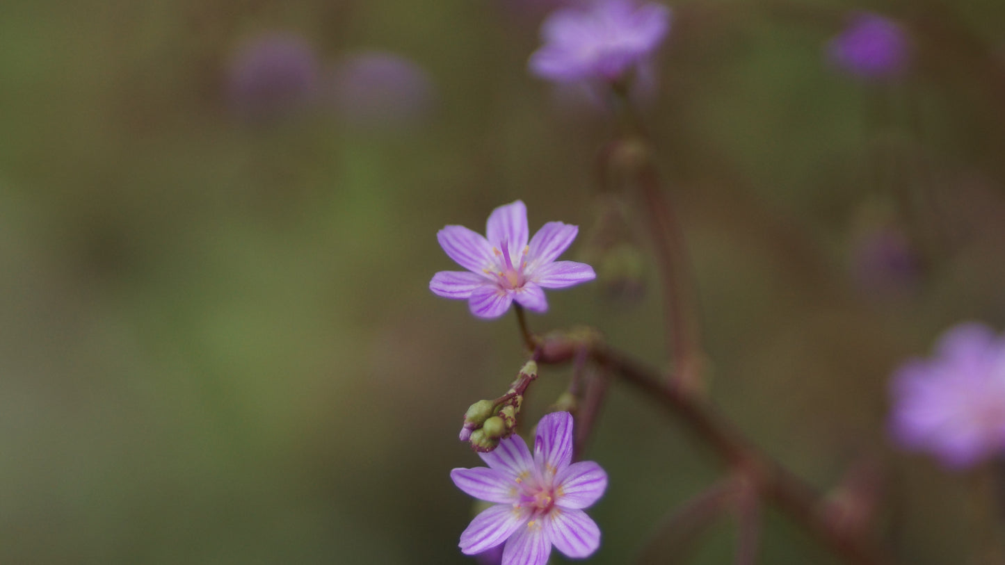 Lewisia leeana - Bitterwurz