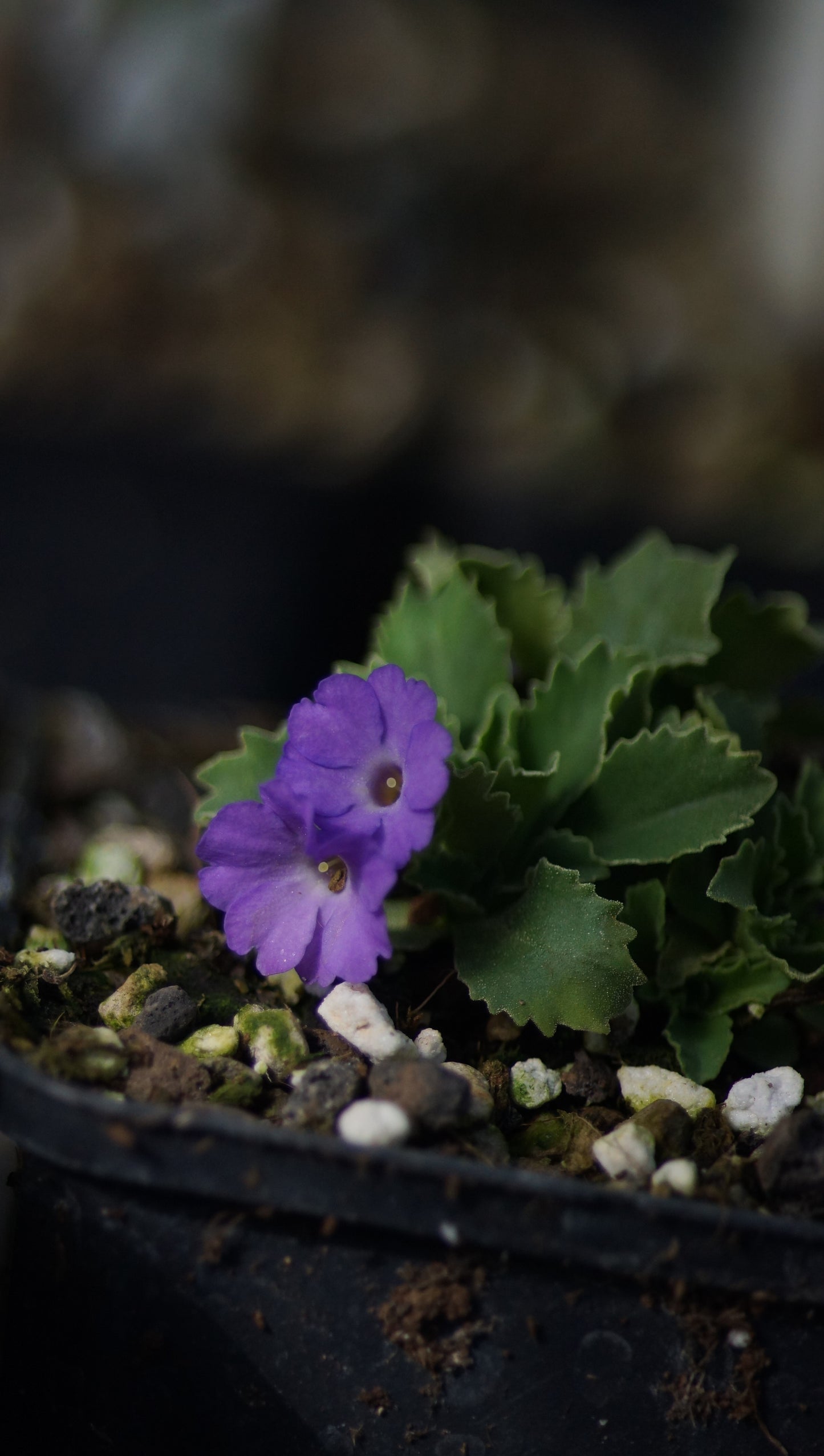 Primula x marginata 'Linda Pope' - Gewelltrandige Primel