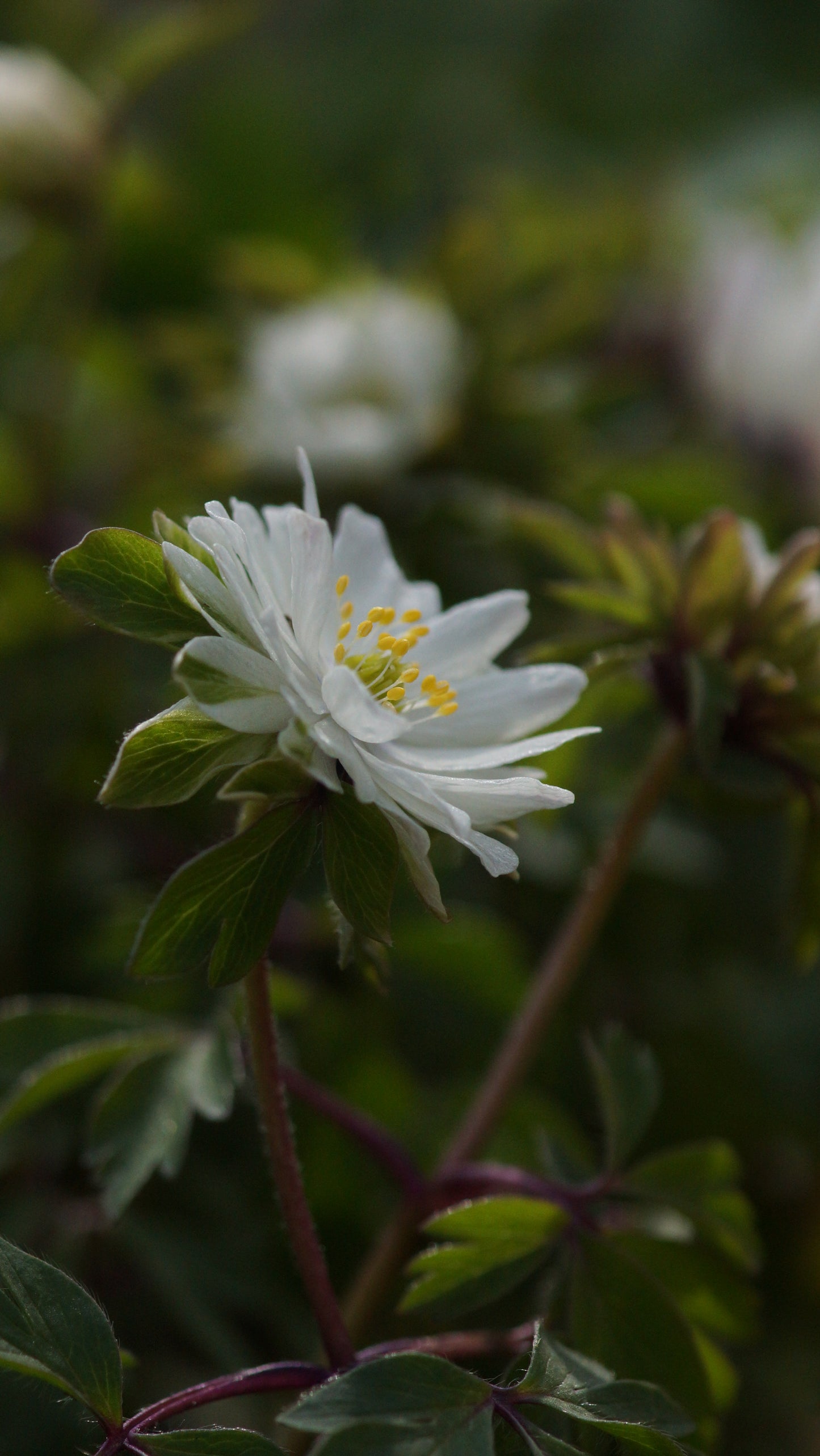 Anemone nemorosa 'Pleugers Plena' - Buschwindröschen