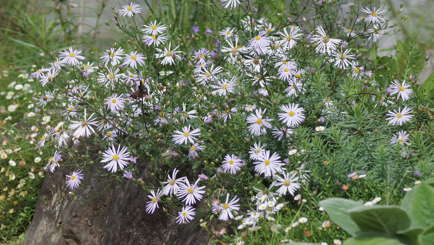 Aster pyrenaeus 'Lutetia' - Pyrenäen-Aster