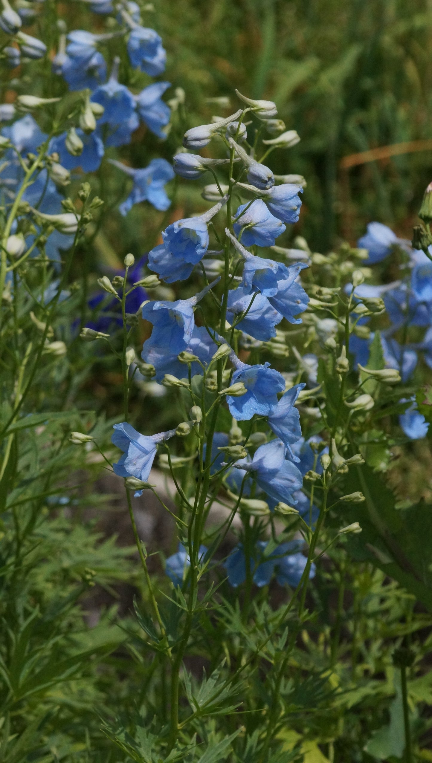 Delphinium belladonna 'Ballkleid' - Rittersporn