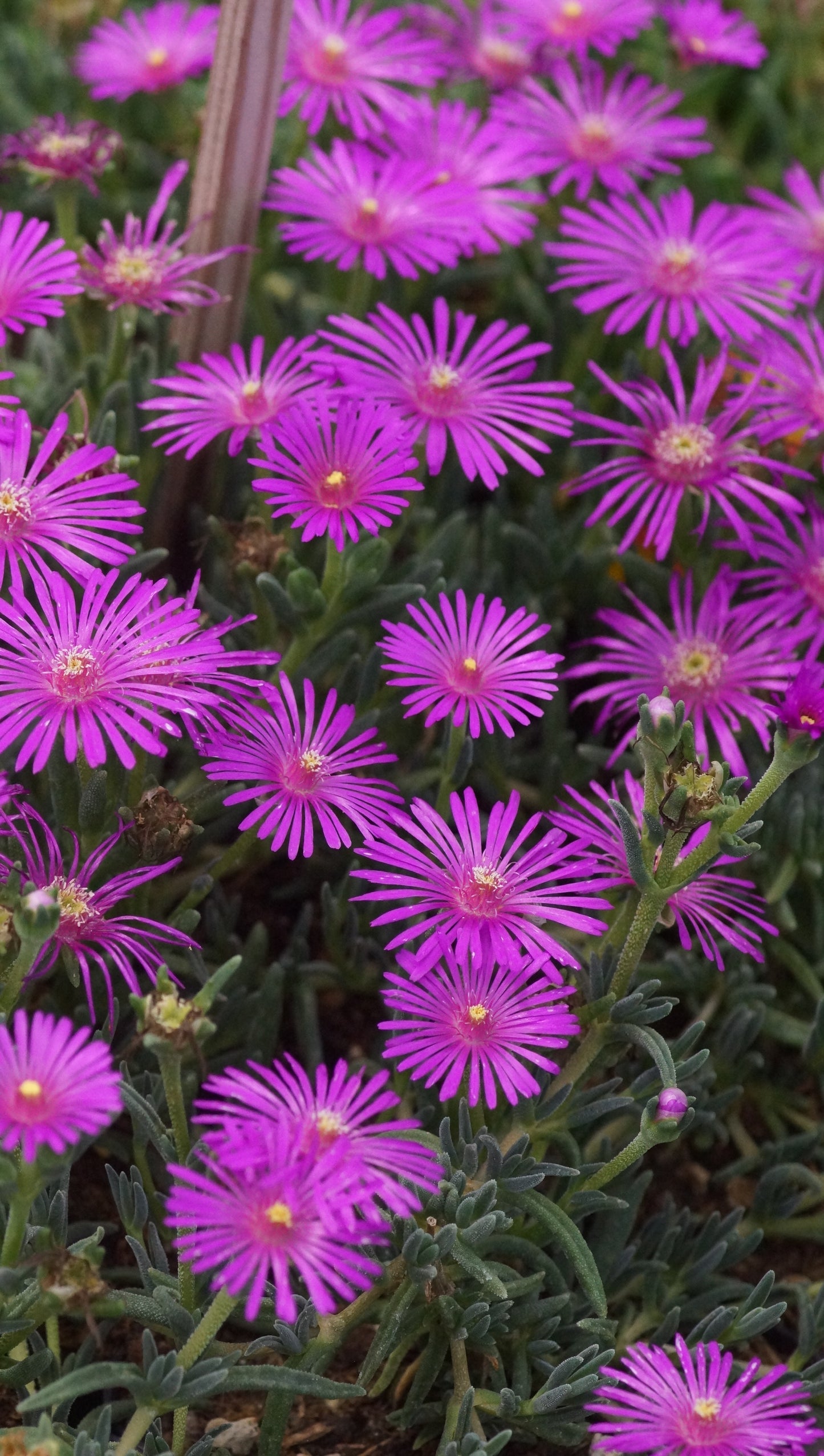 Delosperma species 'Letseng' - Mittagsblume