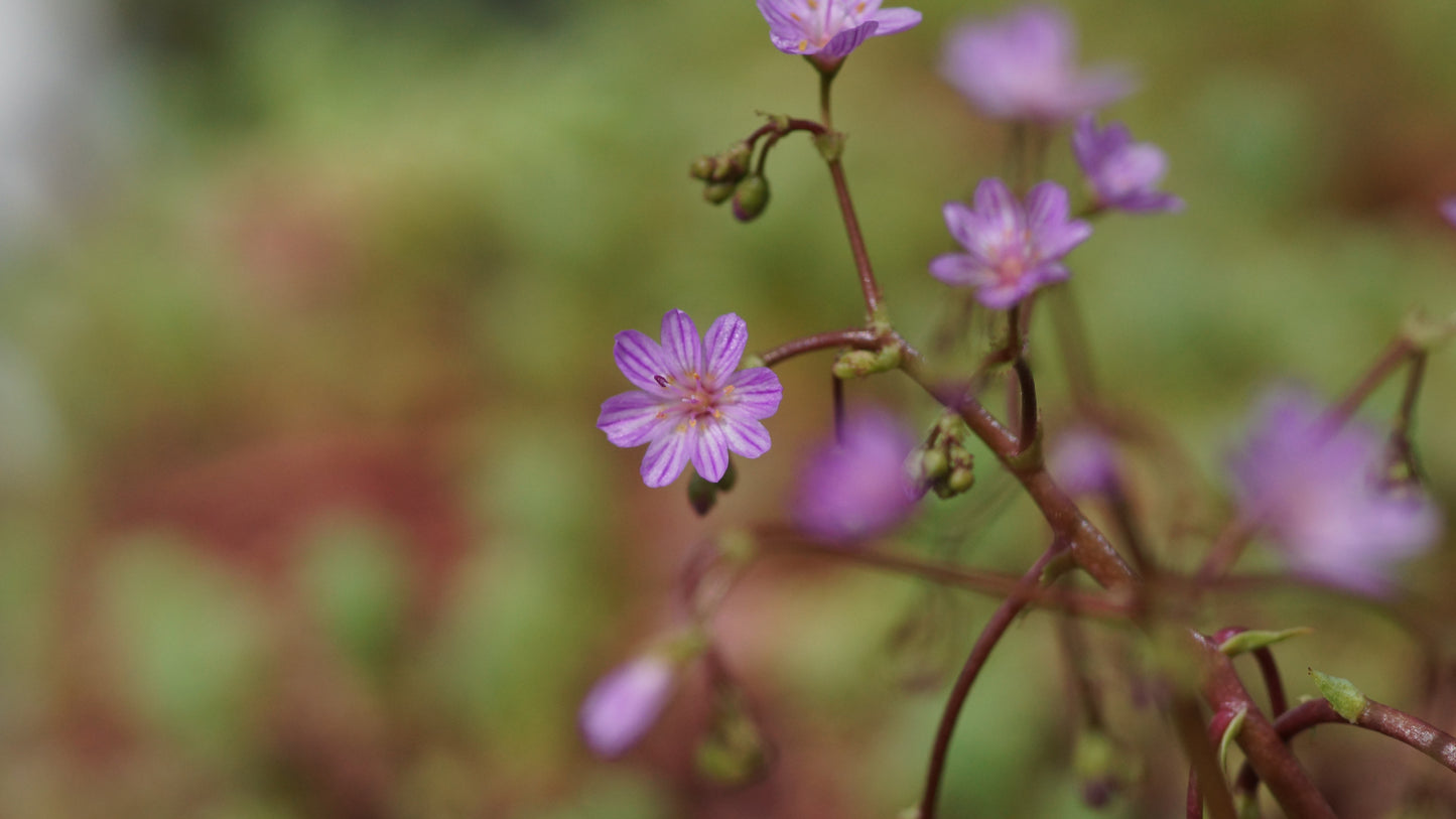 Lewisia leeana - Bitterwurz