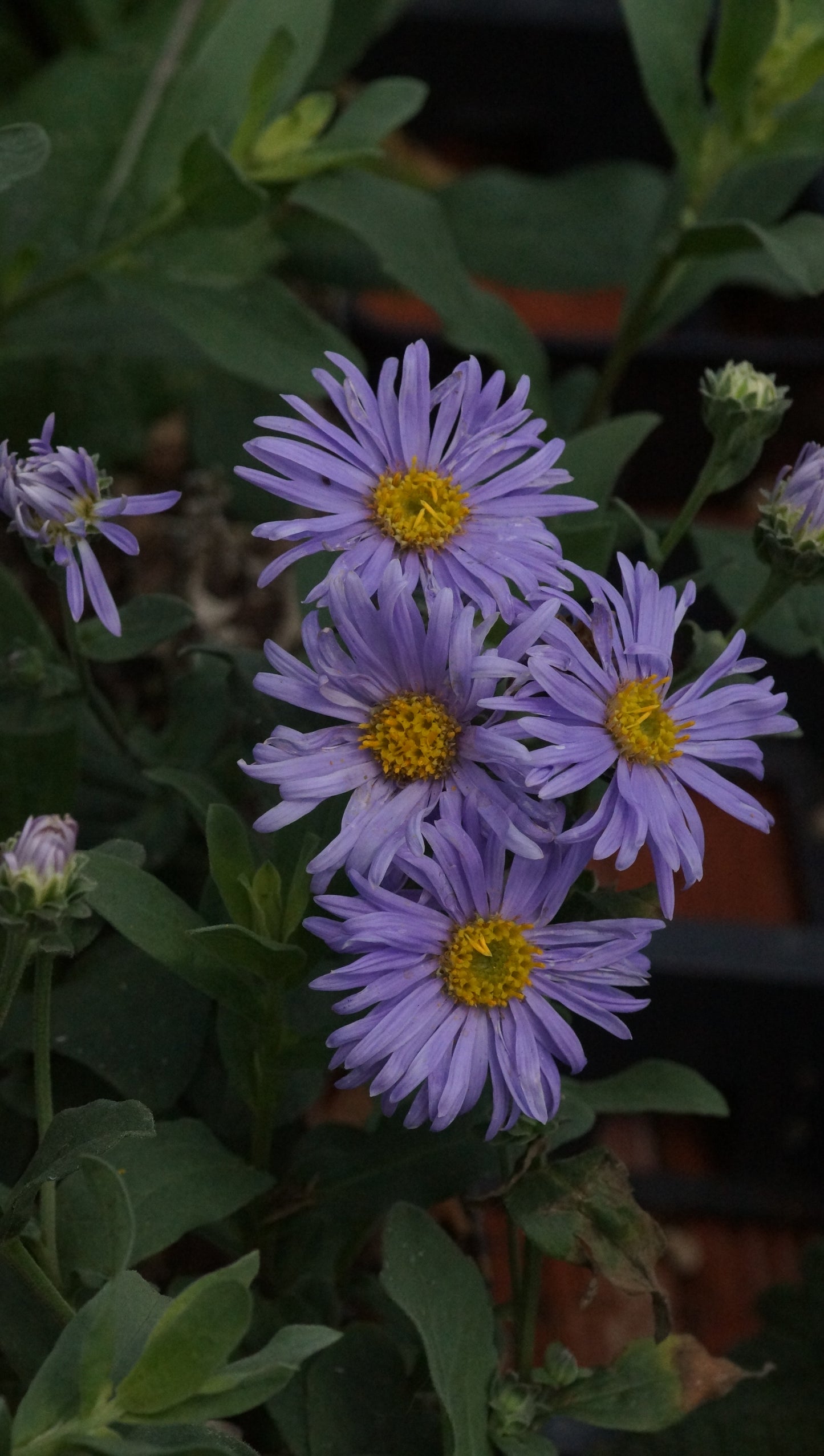 Aster amellus 'Silbersee' - Berg-Aster
