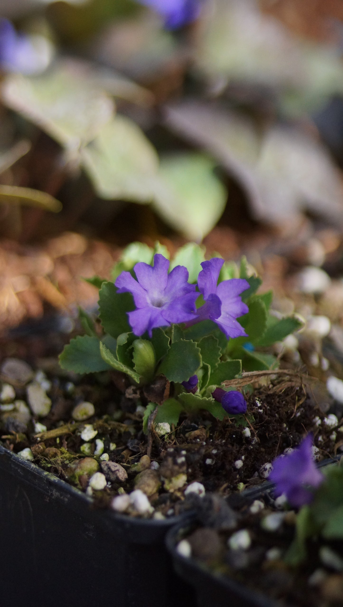 Primula x miniera 'Nr 1'