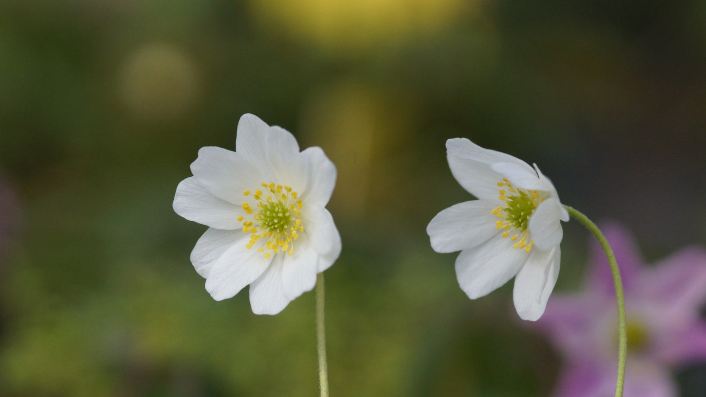 Anemone nemorosa 'Semiplena' - Buschwindröschen