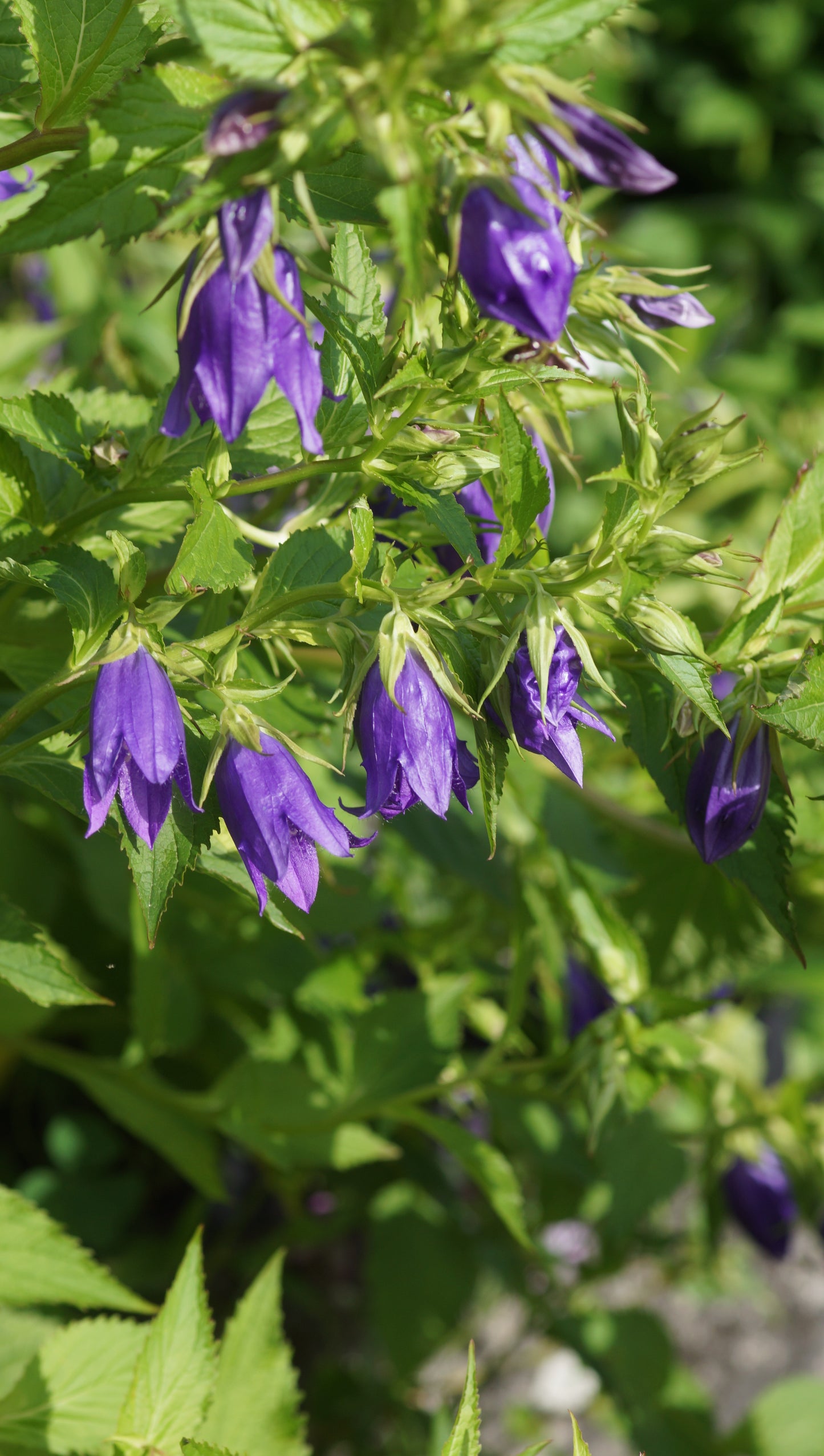 Campanula punctata 'Kent Belle' - Punktierte Glockenblume