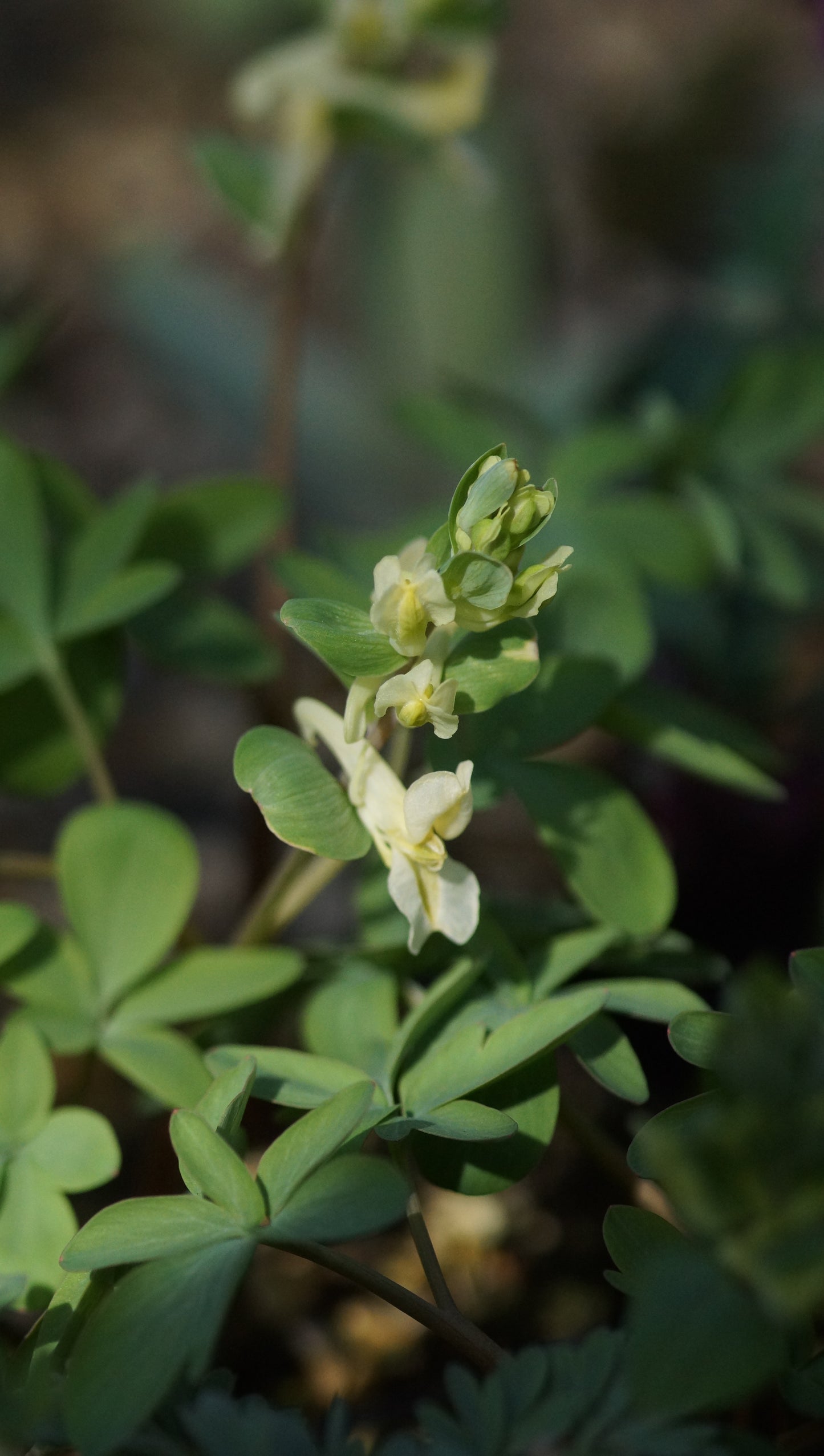 Corydalis marschalliana - Lerchensporn