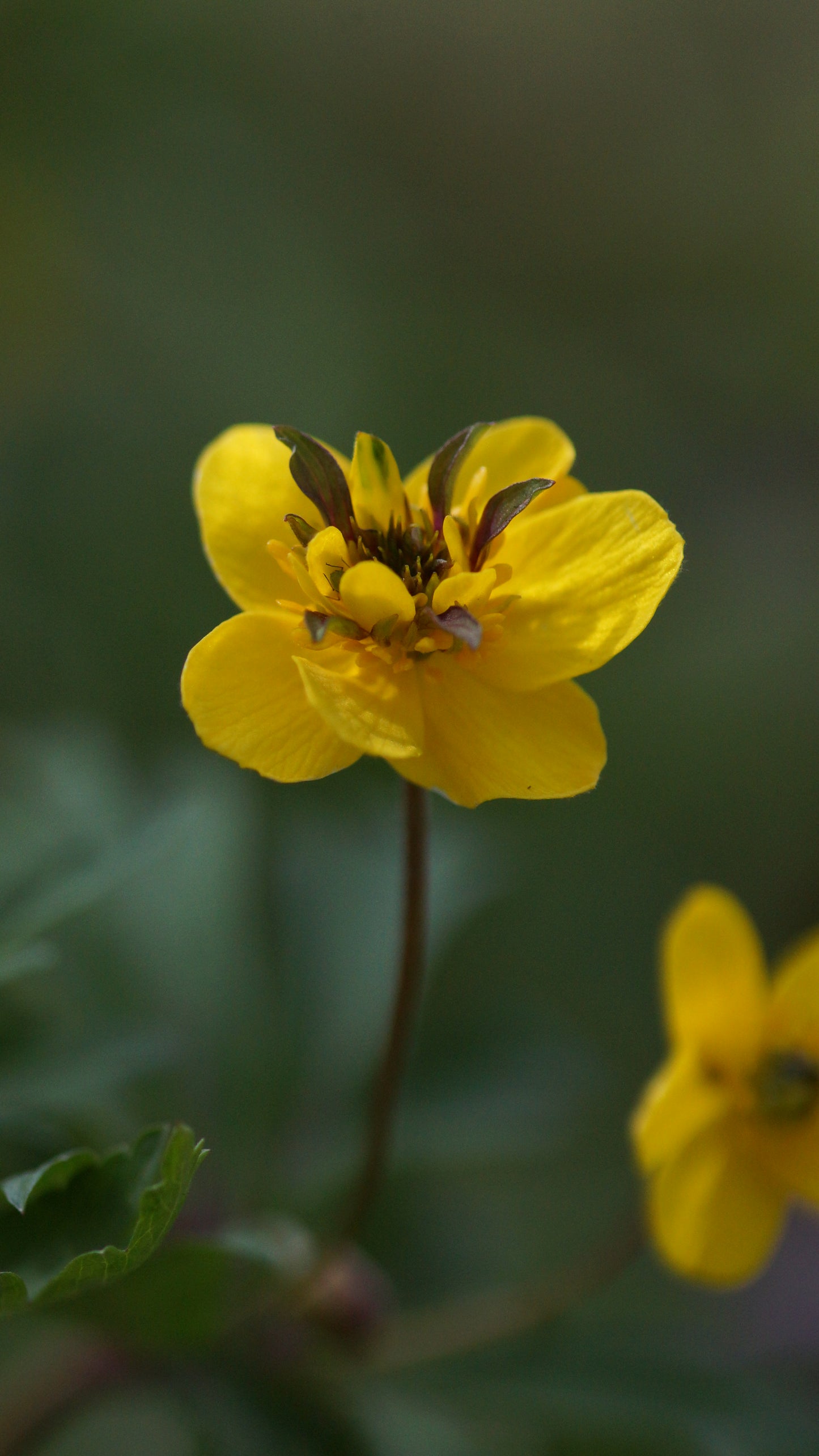 Anemone ranunculoides 'Golden Dream' - Gelbes Buschwindröschen