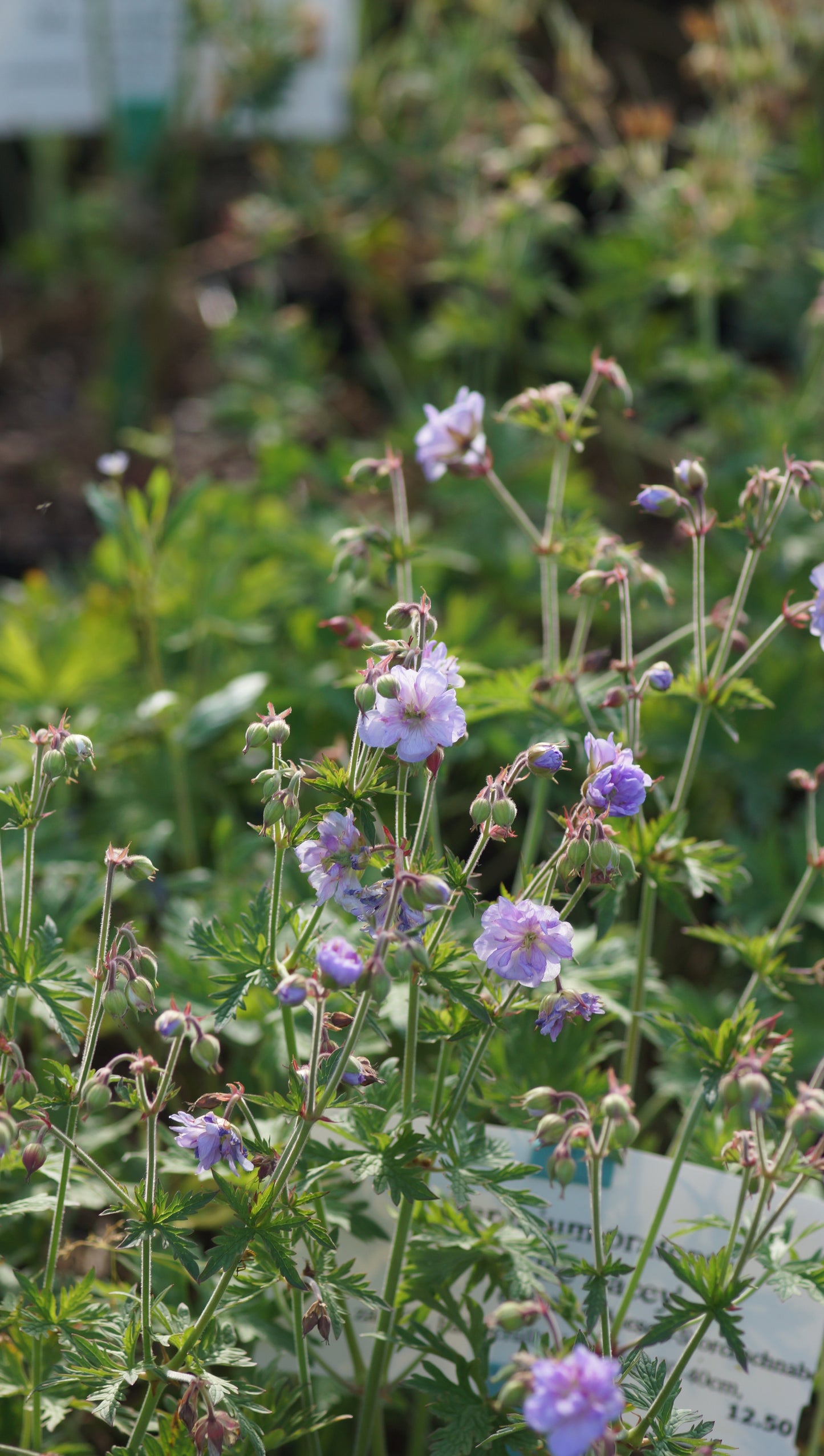 Geranium pratense 'Else Lacey' - Gefüllter Wiesen-Storchschnabel