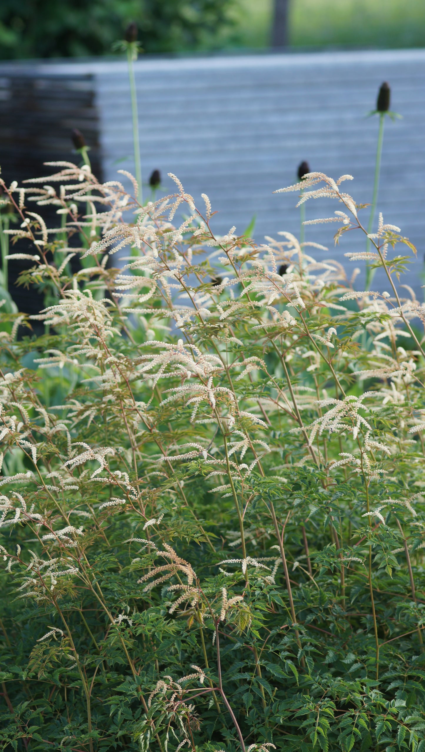 Aruncus dioicus x aethusifolius 'Horatio' - Geissbart