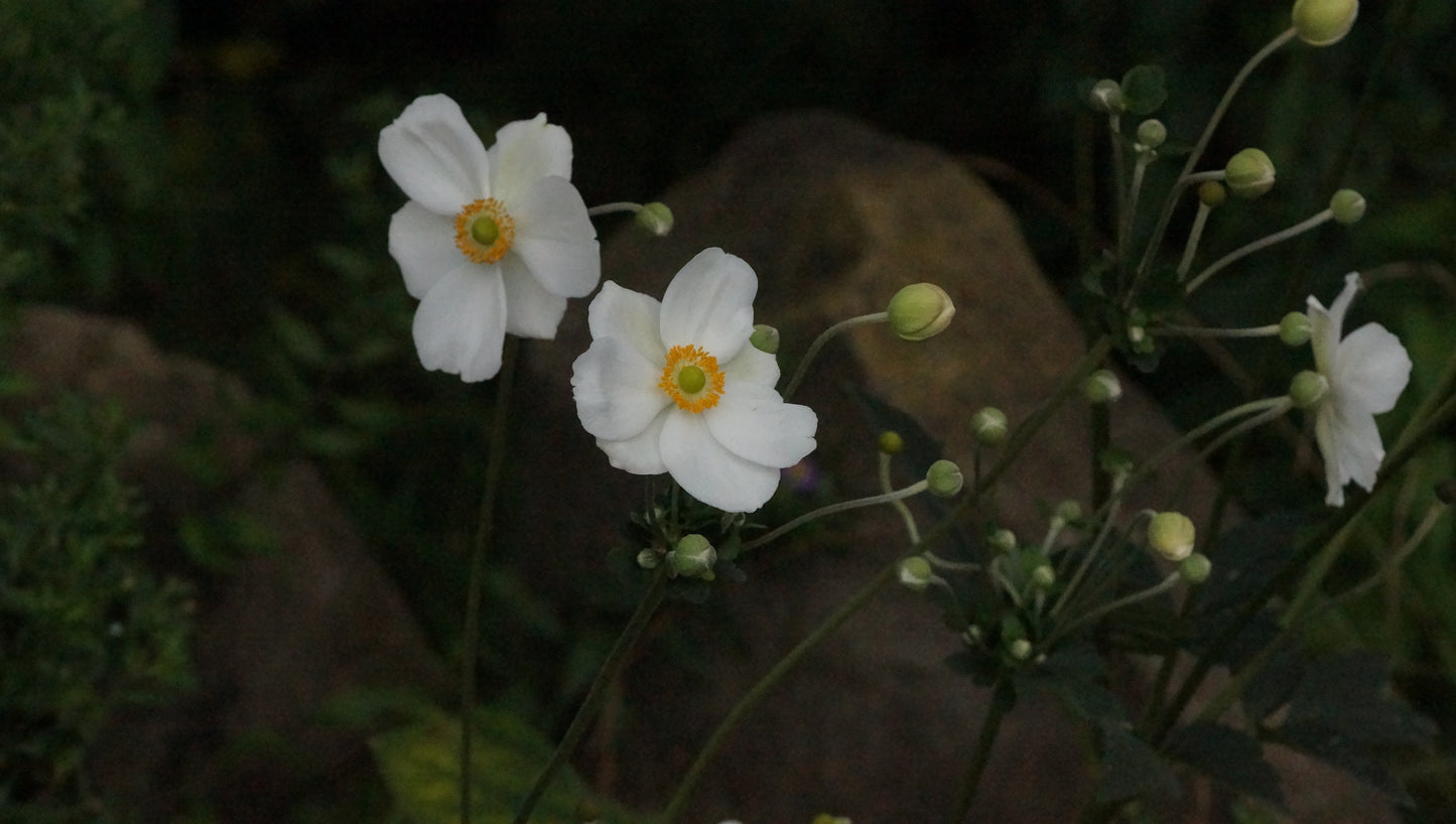 Anemone x Hybrida 'Honorine Jobert' - Herbst-Anemone