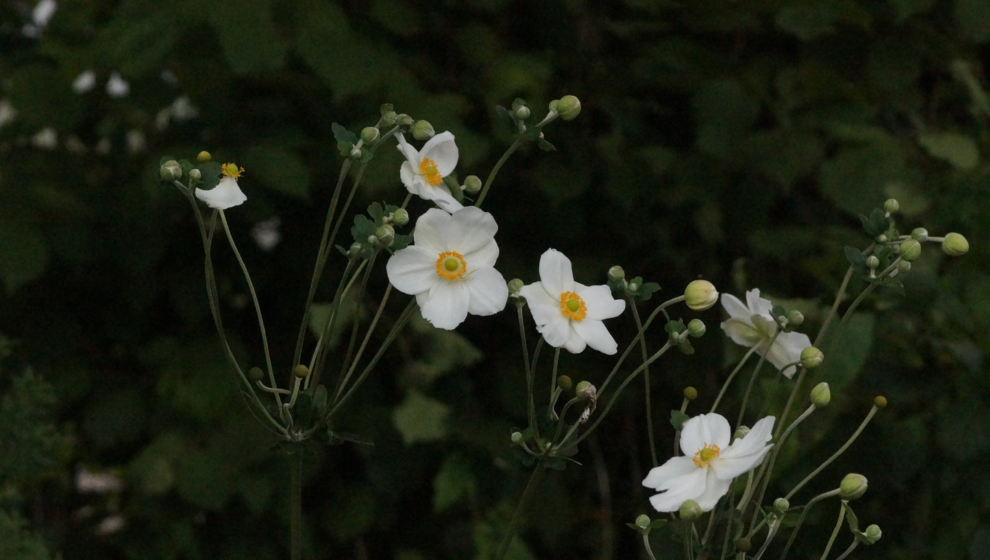 Anemone x Hybrida 'Honorine Jobert' - Herbst-Anemone