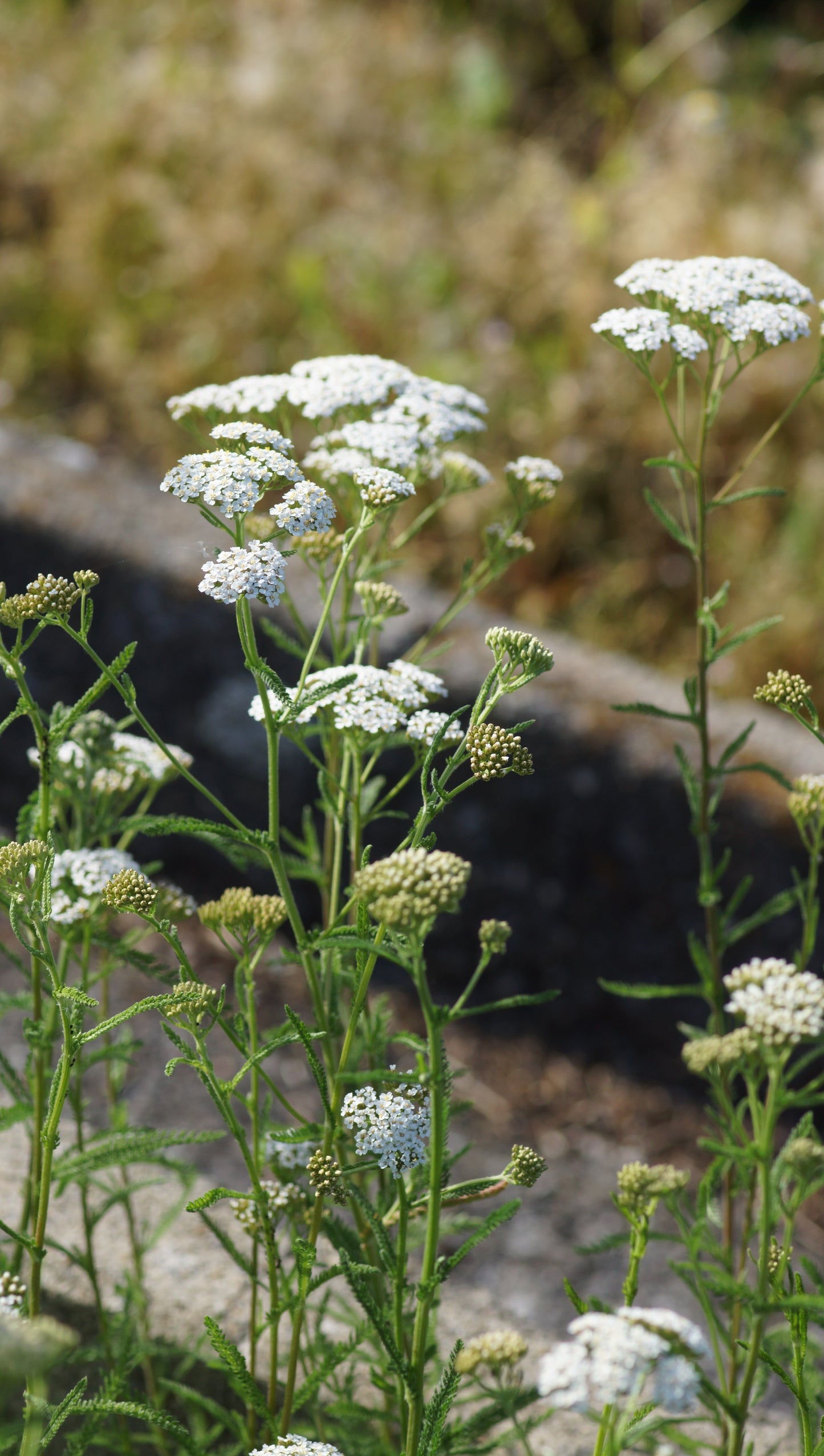 Achillea millefolium - Gemeine Schafgarbe