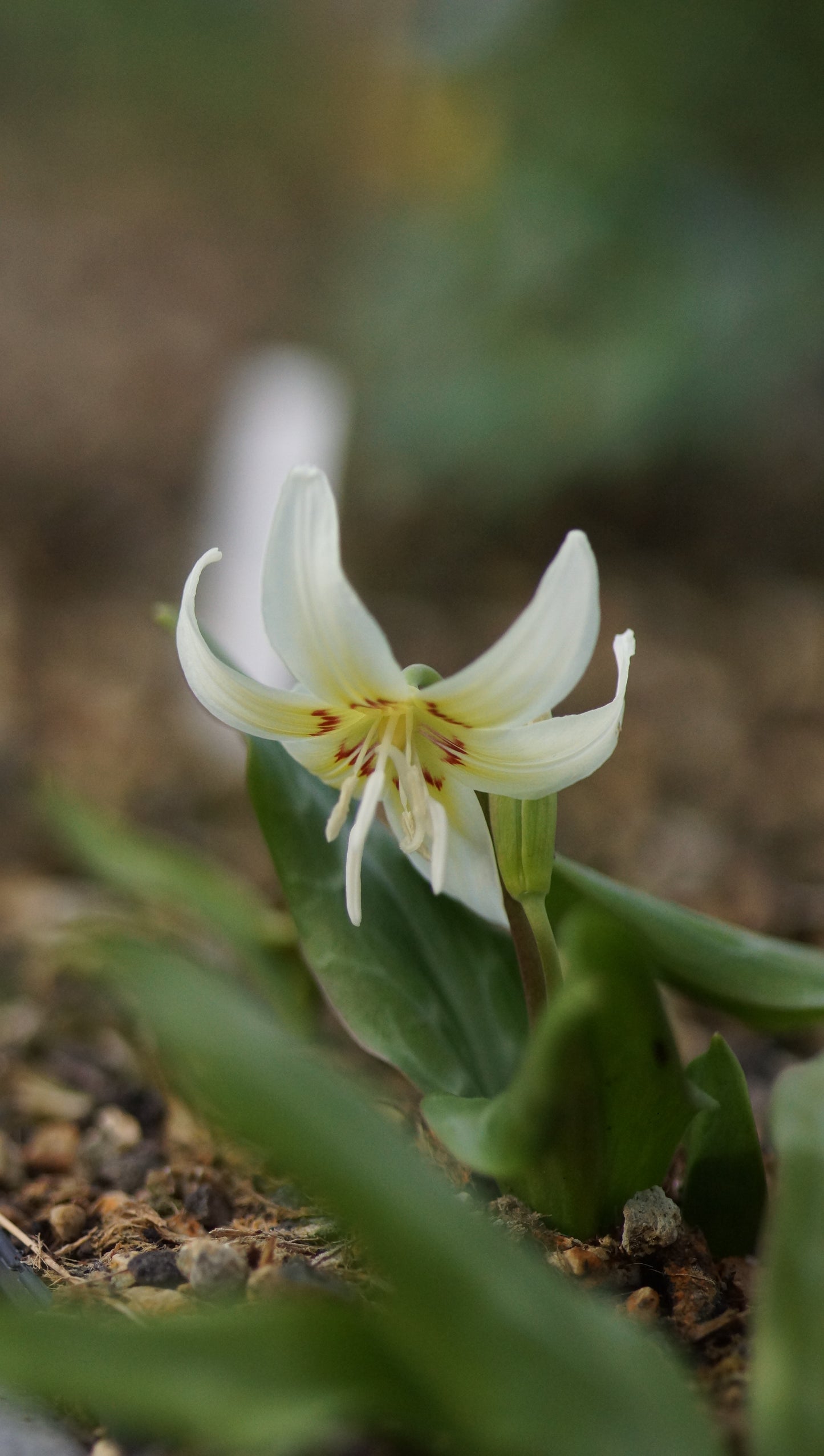 Erythronium revolutum 'White Beauty' - Hunds-Zahnlilie