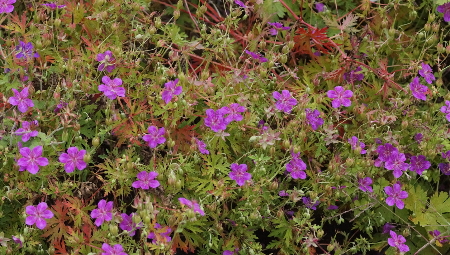 Geranium soboliferum 'Starman' - Spross-Storchschnabel