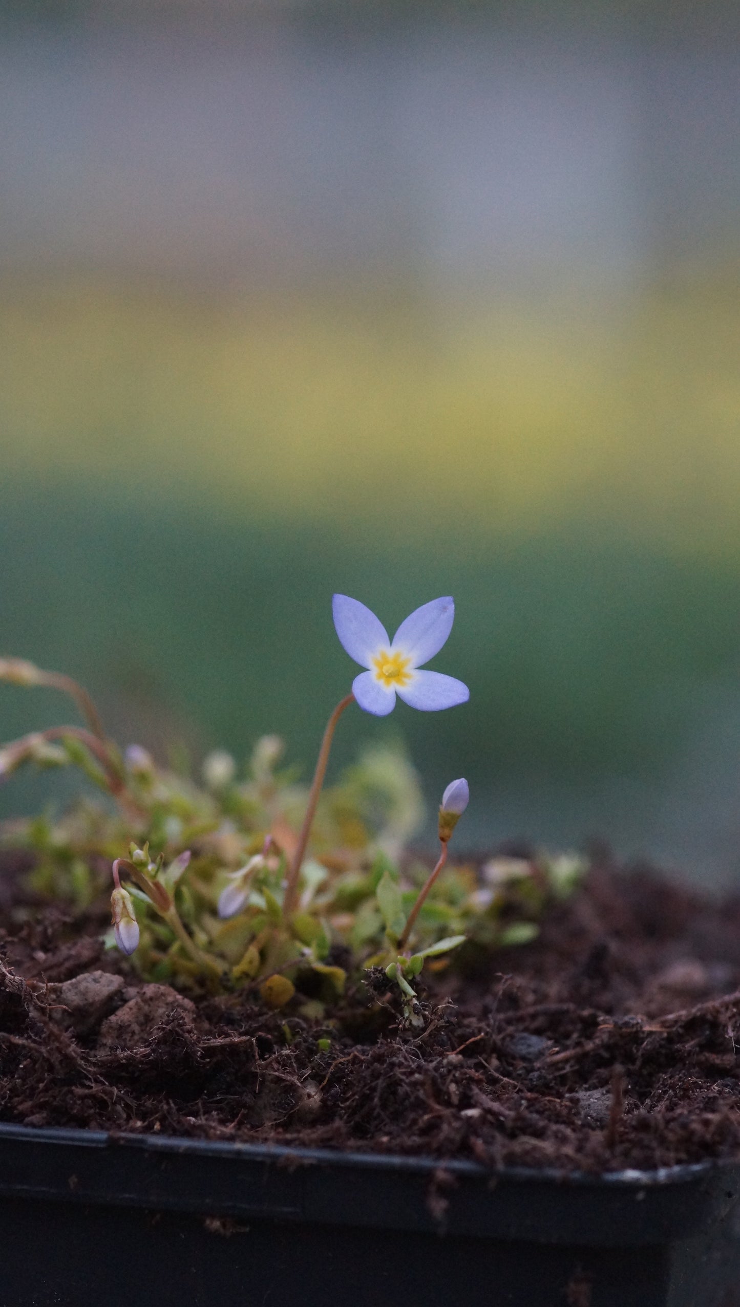 Houstonia caerulea 'Millard's Variety' - Porzellansternchen
