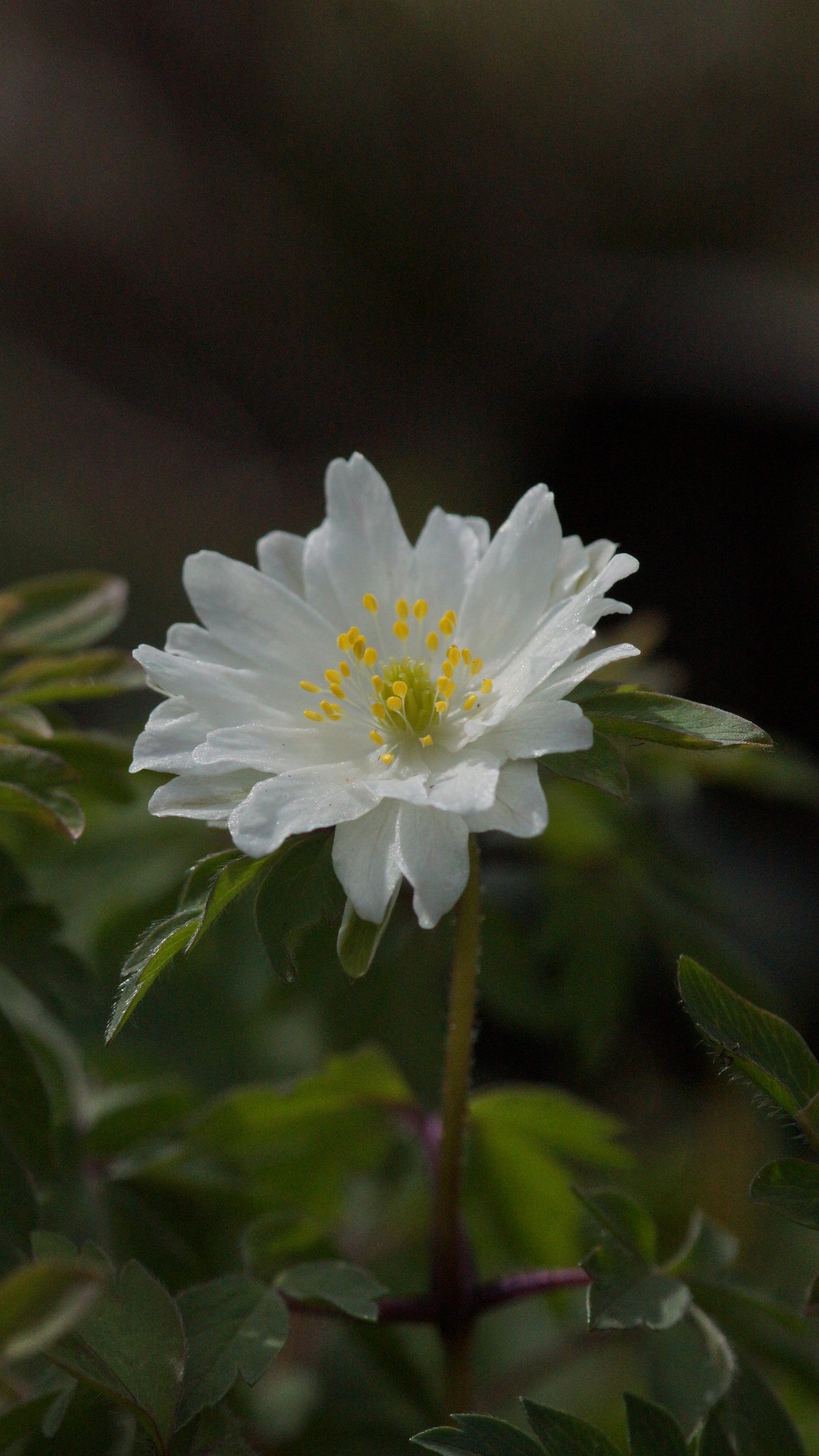 Anemone nemorosa 'Pleugers Plena' - Buschwindröschen