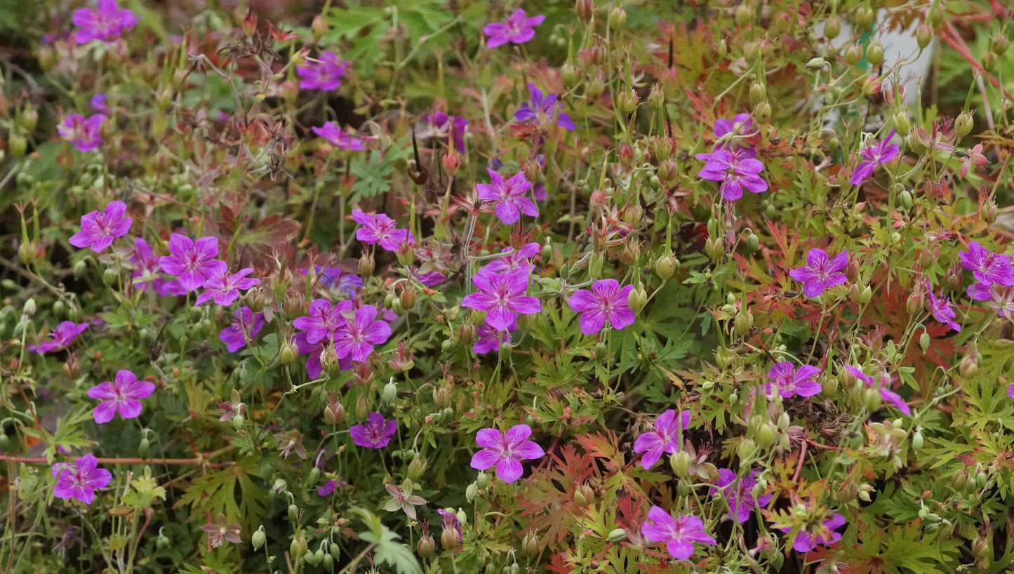 Geranium soboliferum 'Starman' - Spross-Storchschnabel