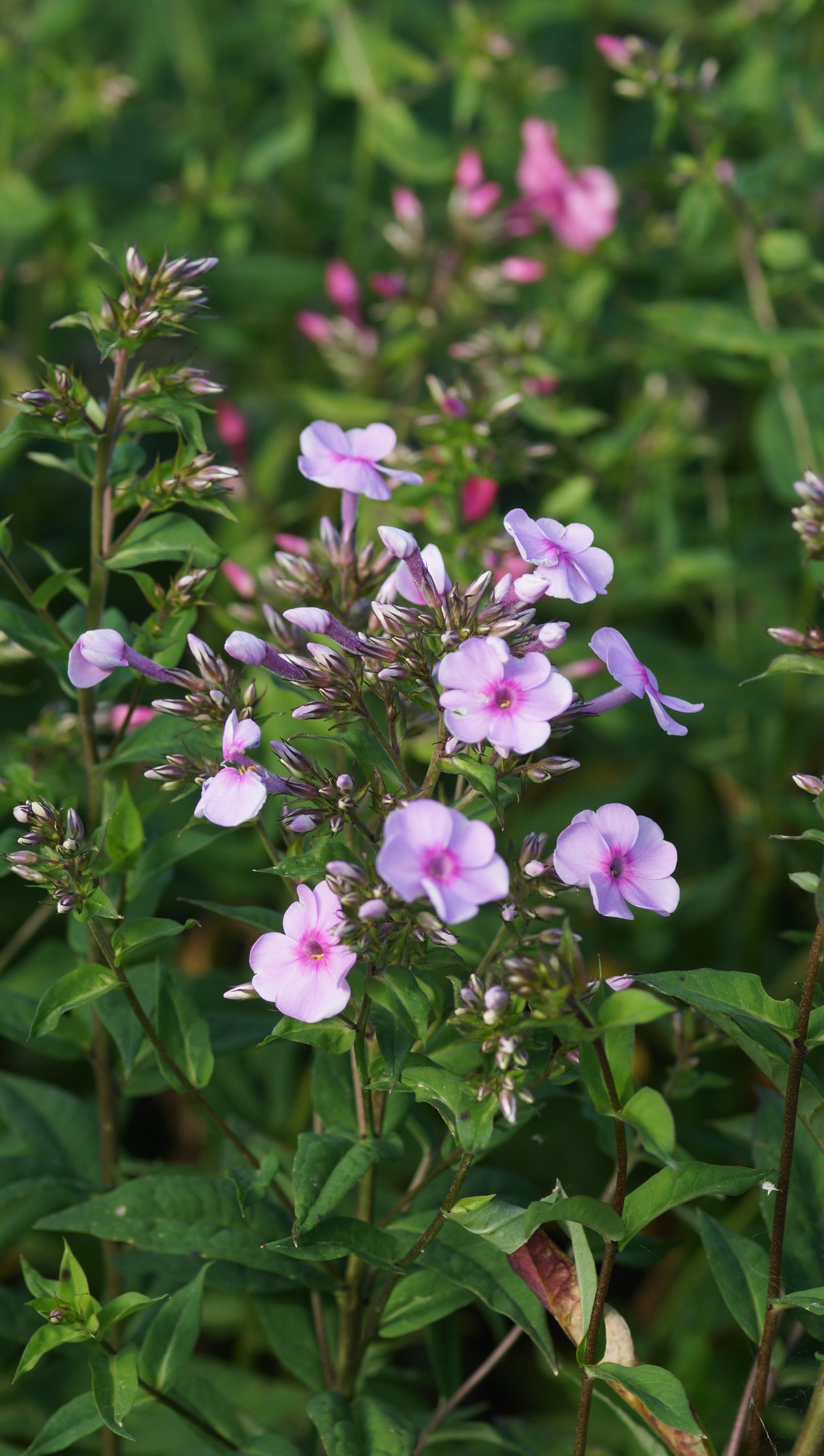 Phlox paniculata 'Fliederball' - Hoher Stauden-Phlox