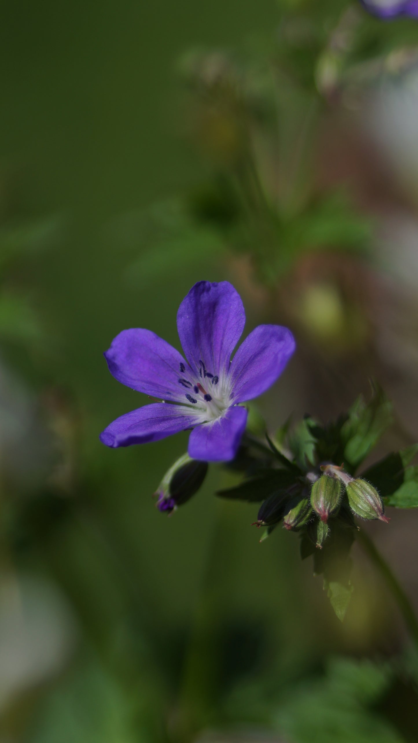 Geranium sylvaticum 'Mayflower' - Wald-Strochschnabel