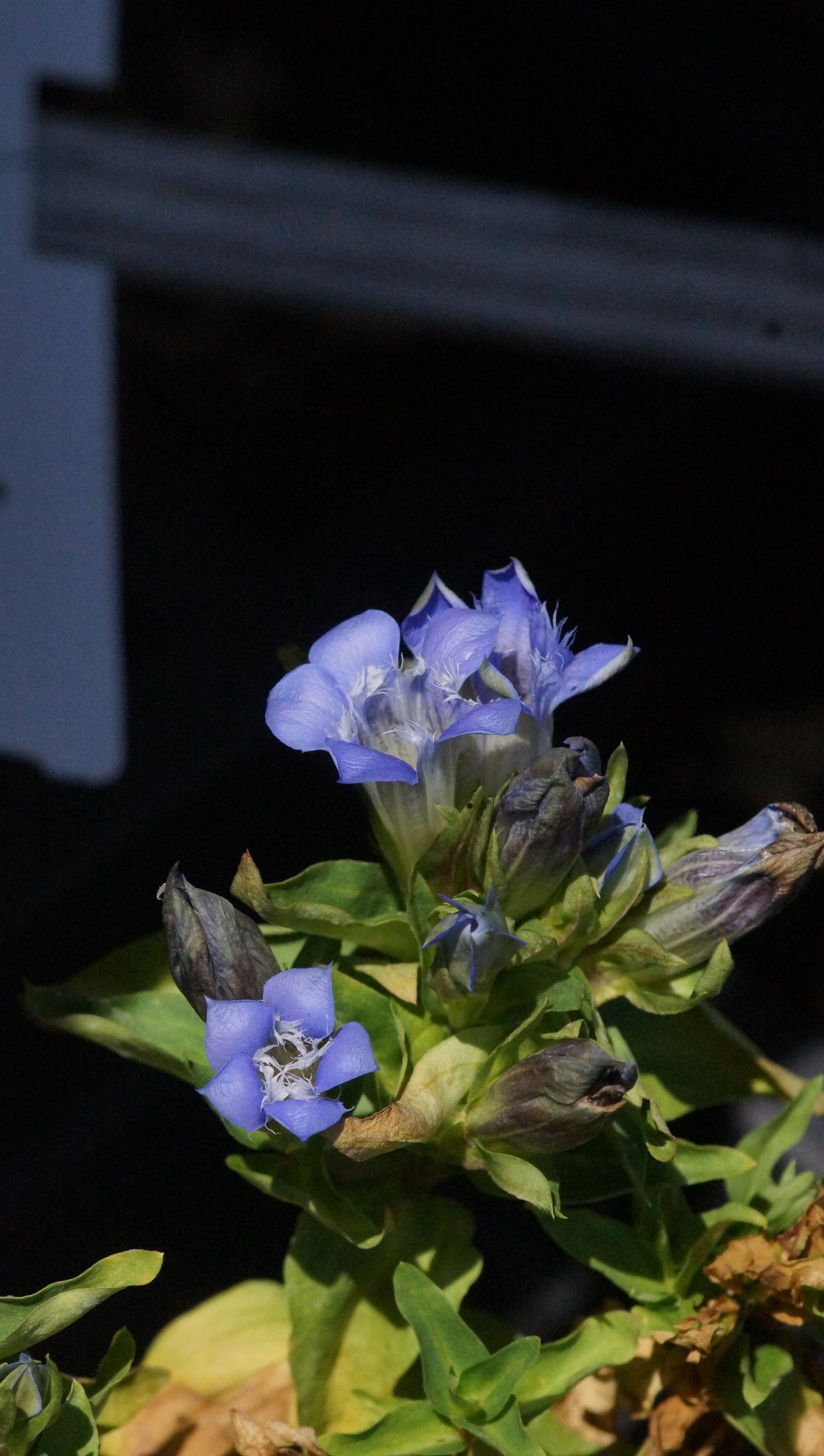 Gentiana paradoxa x septemfida 'Blauer Herold' - Enzian
