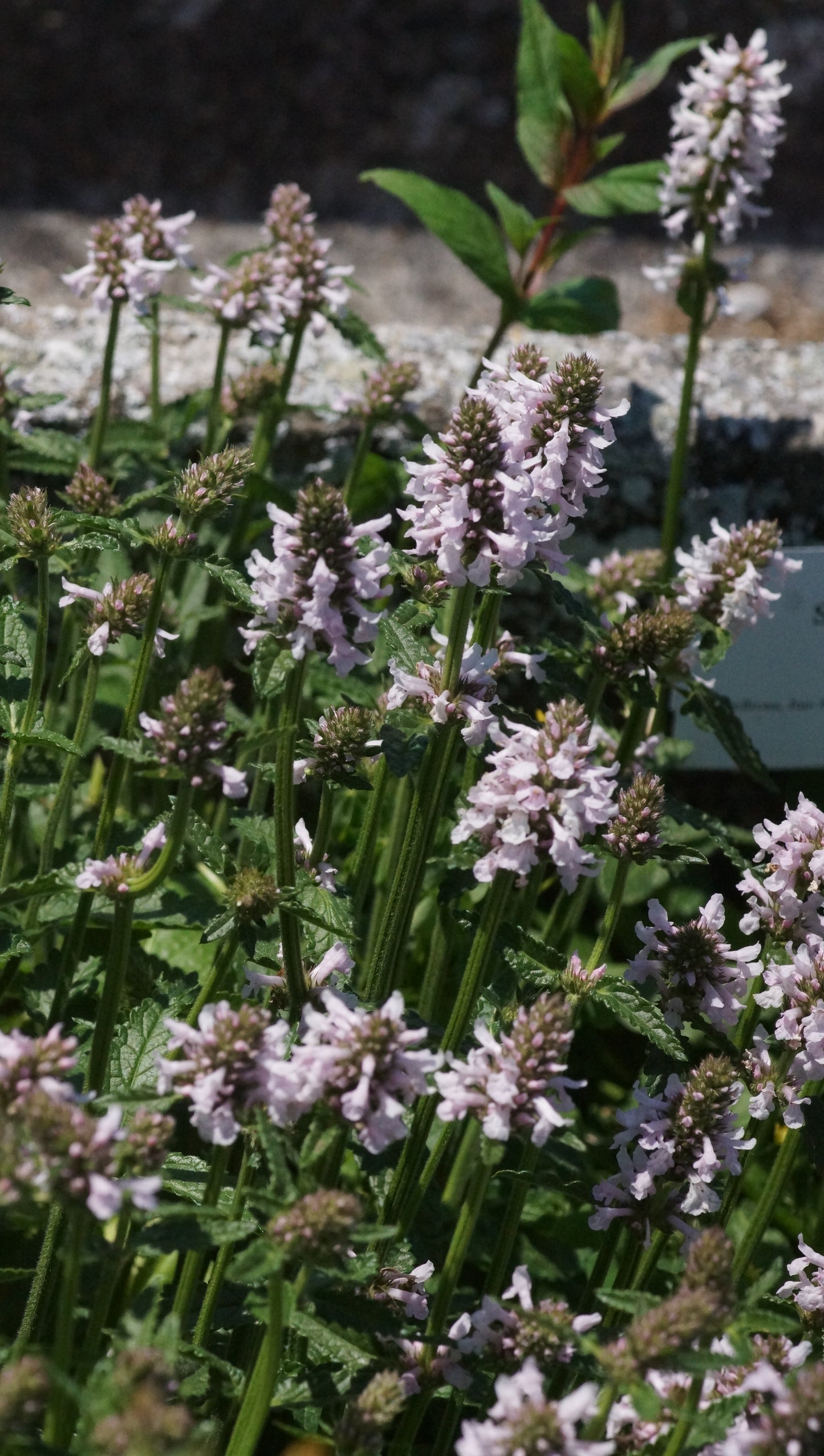 Stachys monieri 'Summer Sweets' - Zottiger Ziest