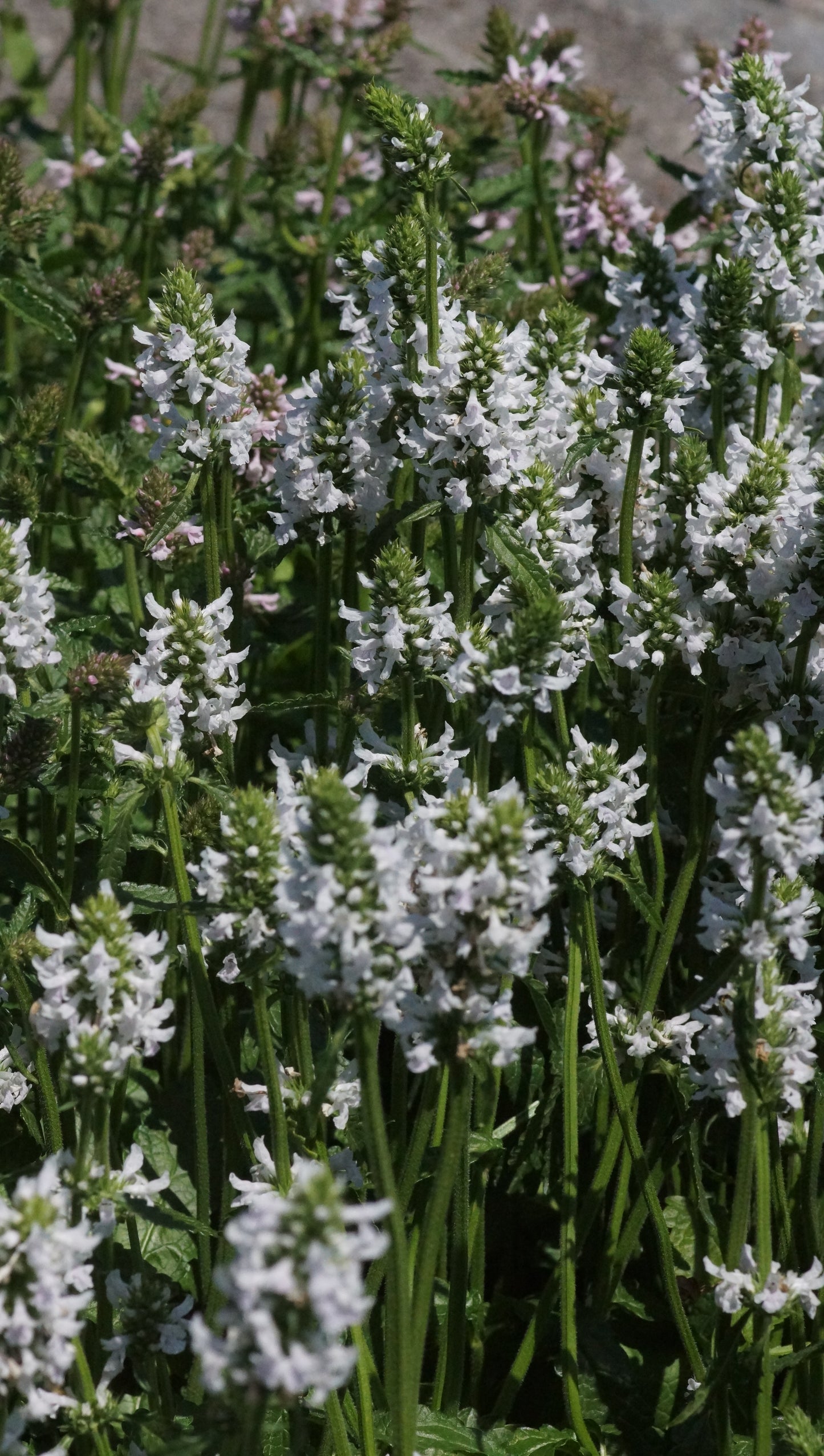 Stachys monieri 'Summer Snowcone' - Zottiger Ziest