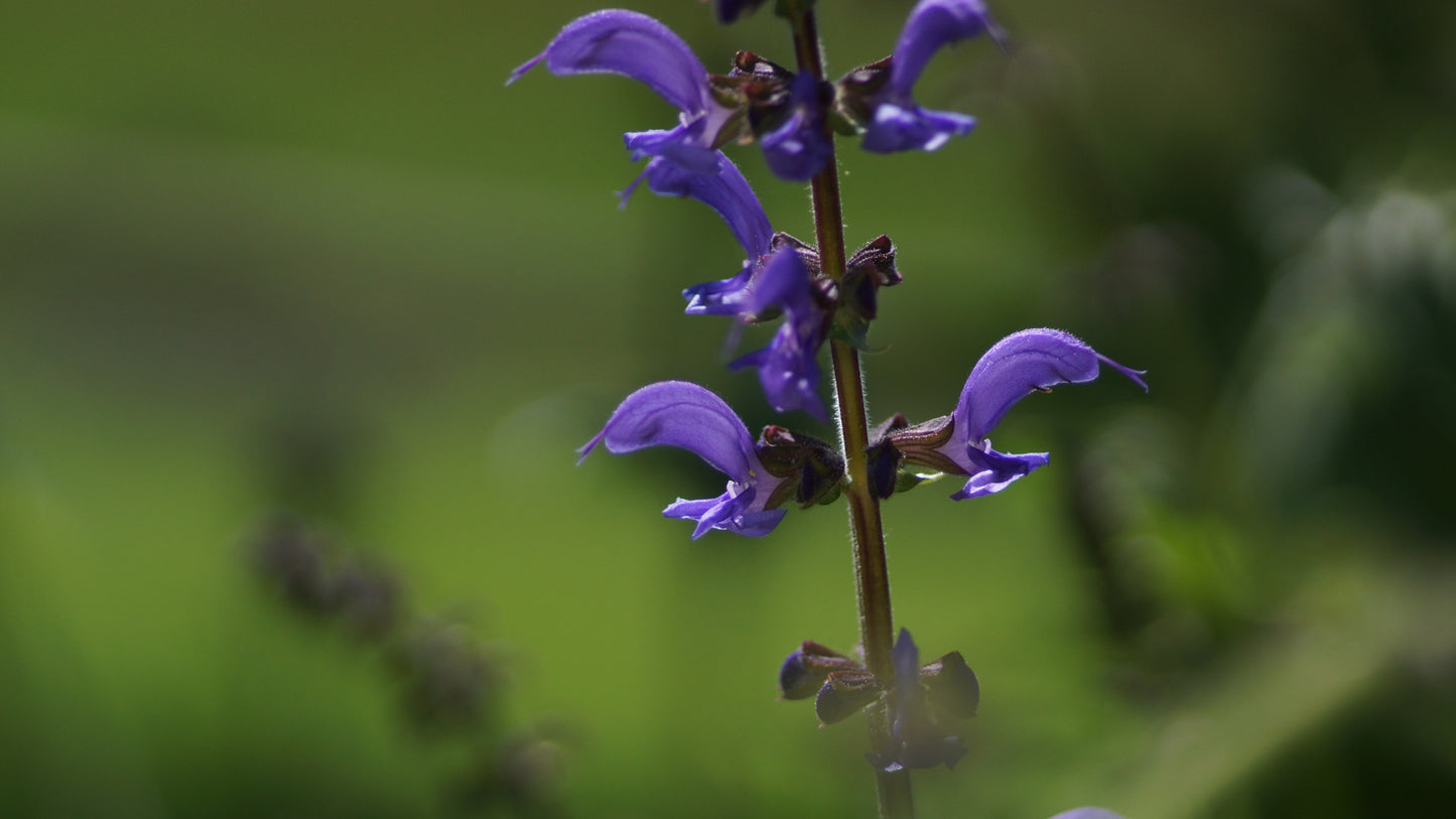 Salvia pratensis - Wiesen-Salbei