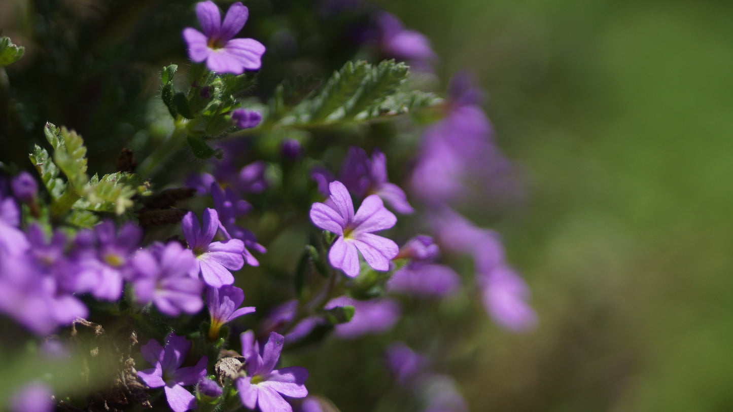 Erinus alpinus - Leberbalsam