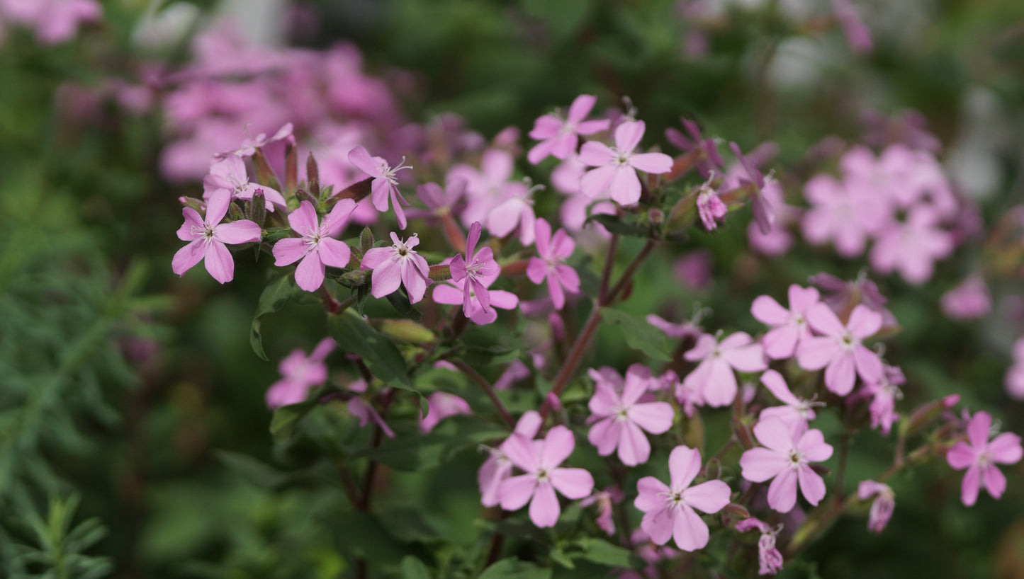Saponaria sicula var. intermedia 'Sigurd' - Sommer-Seifenkraut