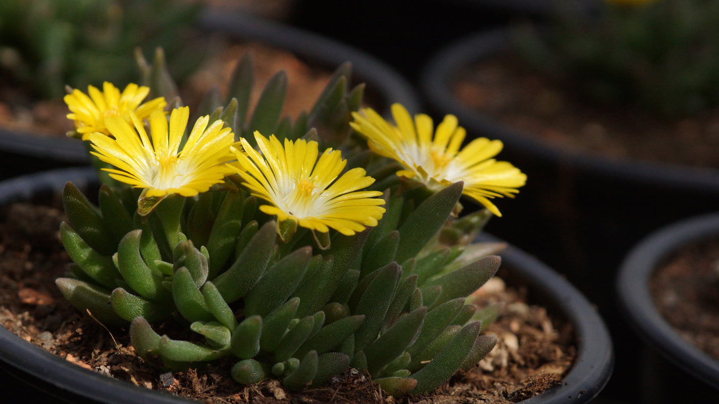 Delosperma Hybride 'Luna' - Mittagsblume
