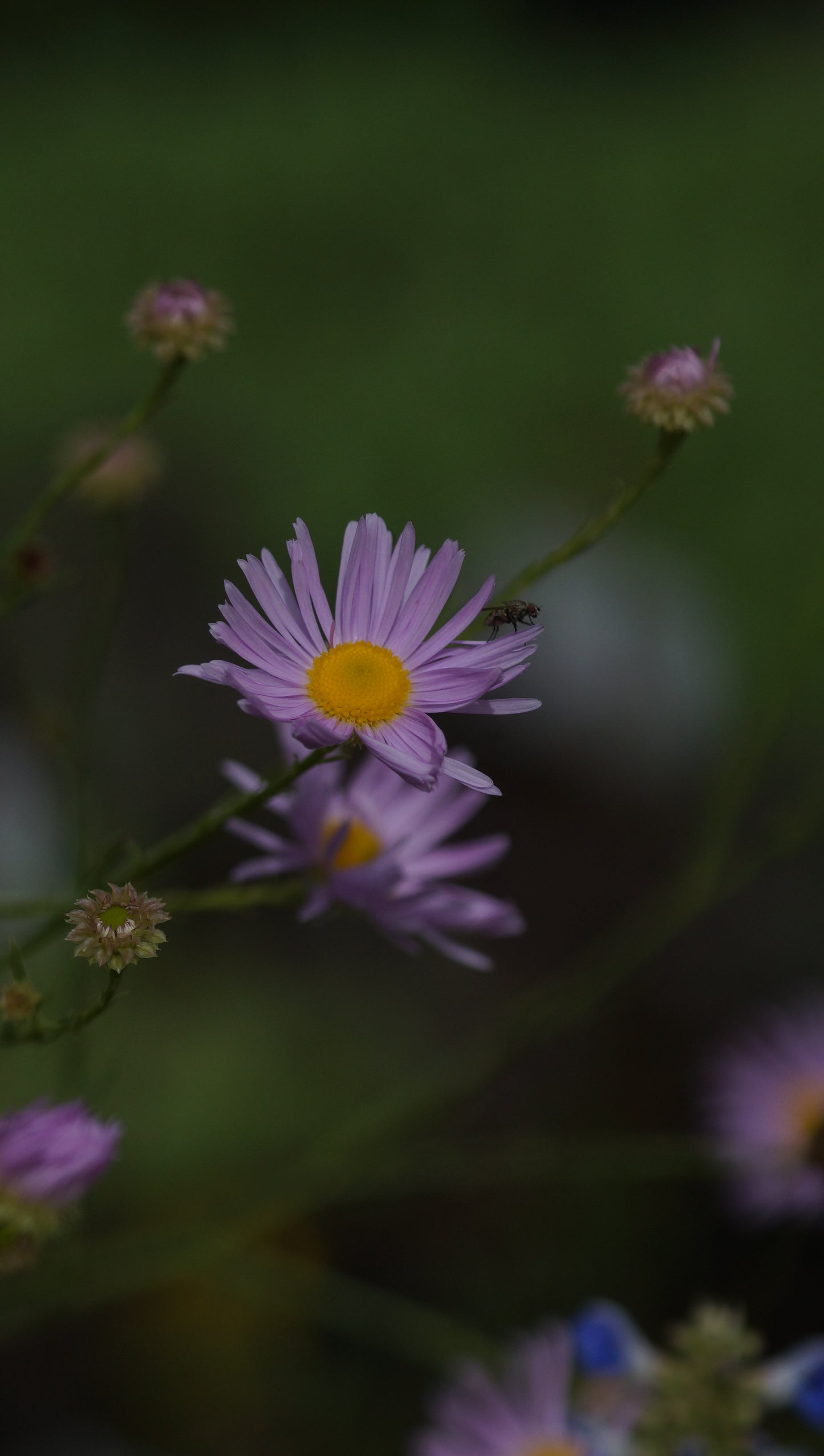Boltonia asteroides 'Pink Beauty' - Sternwolkenaster