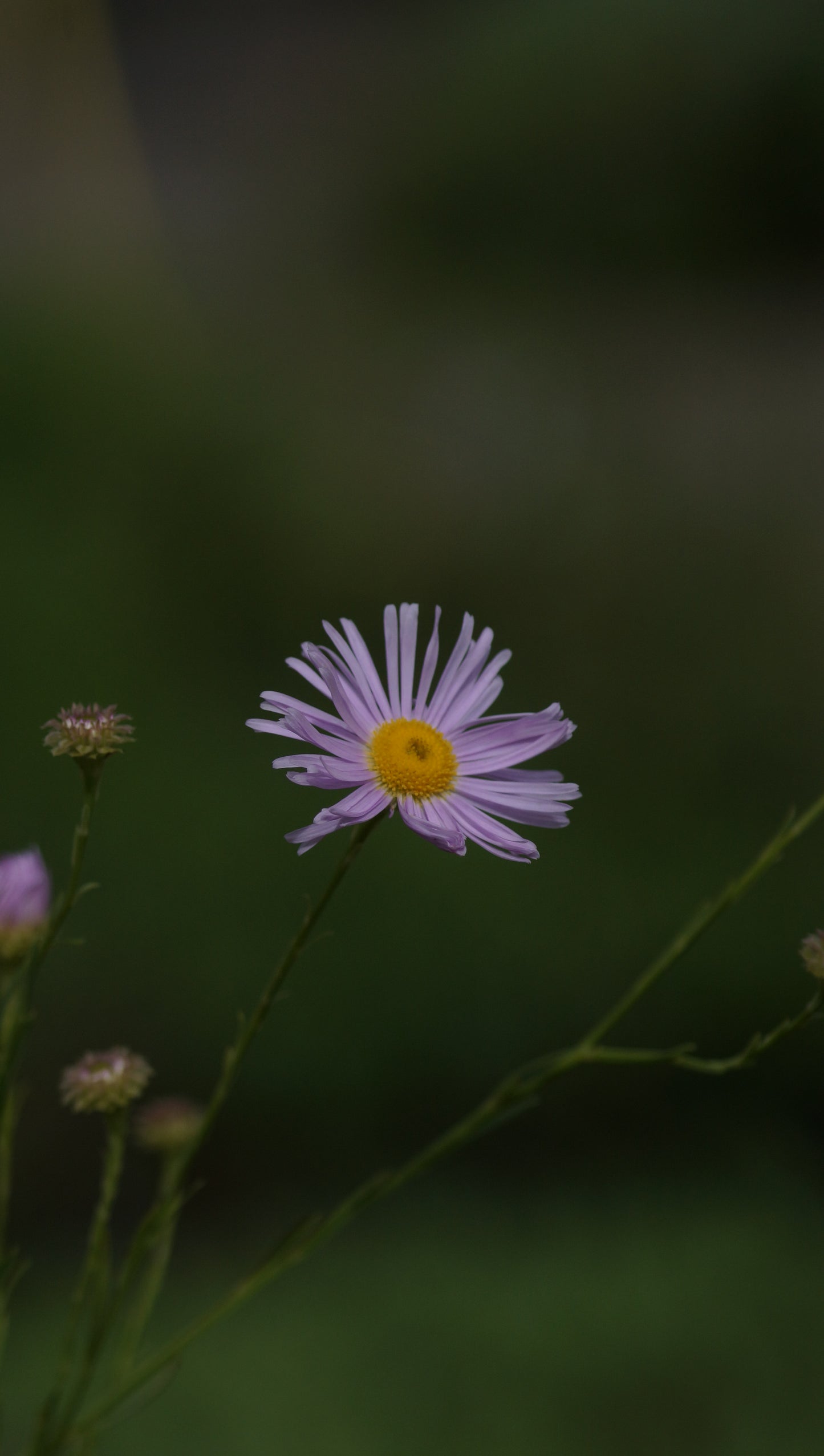 Boltonia asteroides 'Pink Beauty' - Sternwolkenaster